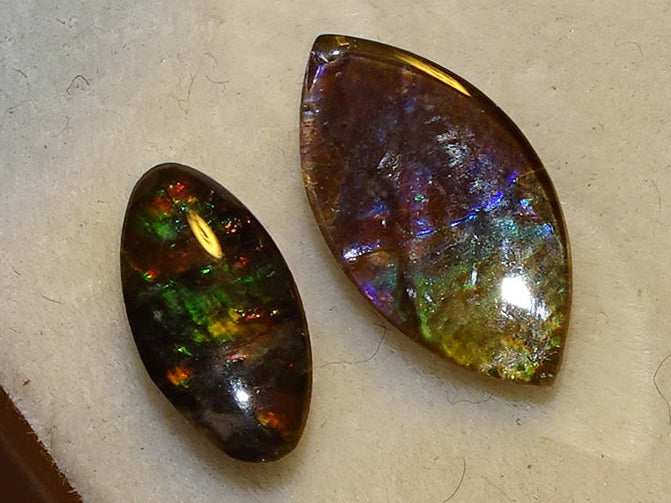 Ammolites 'véritables', 2 pièces au choix de 0,9x0,4x0,1 et 12x0,5x0,2 mm, magnifiques reflets multicolores, très belles pièces, parfait en bijouterie, collection ,exposition...