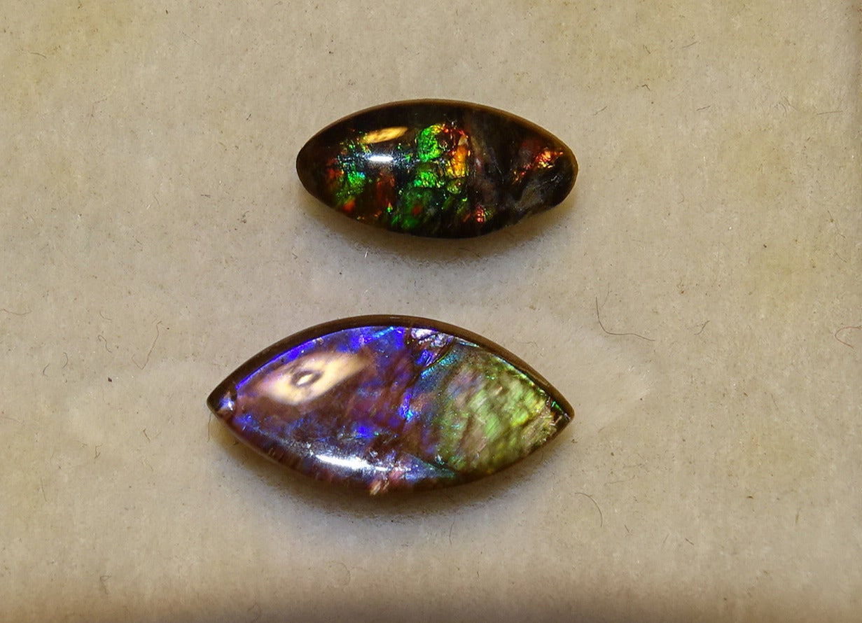 Ammolites 'véritables', 2 pièces au choix de 0,9x0,4x0,1 et 12x0,5x0,2 mm, magnifiques reflets multicolores, très belles pièces, parfait en bijouterie, collection ,exposition...