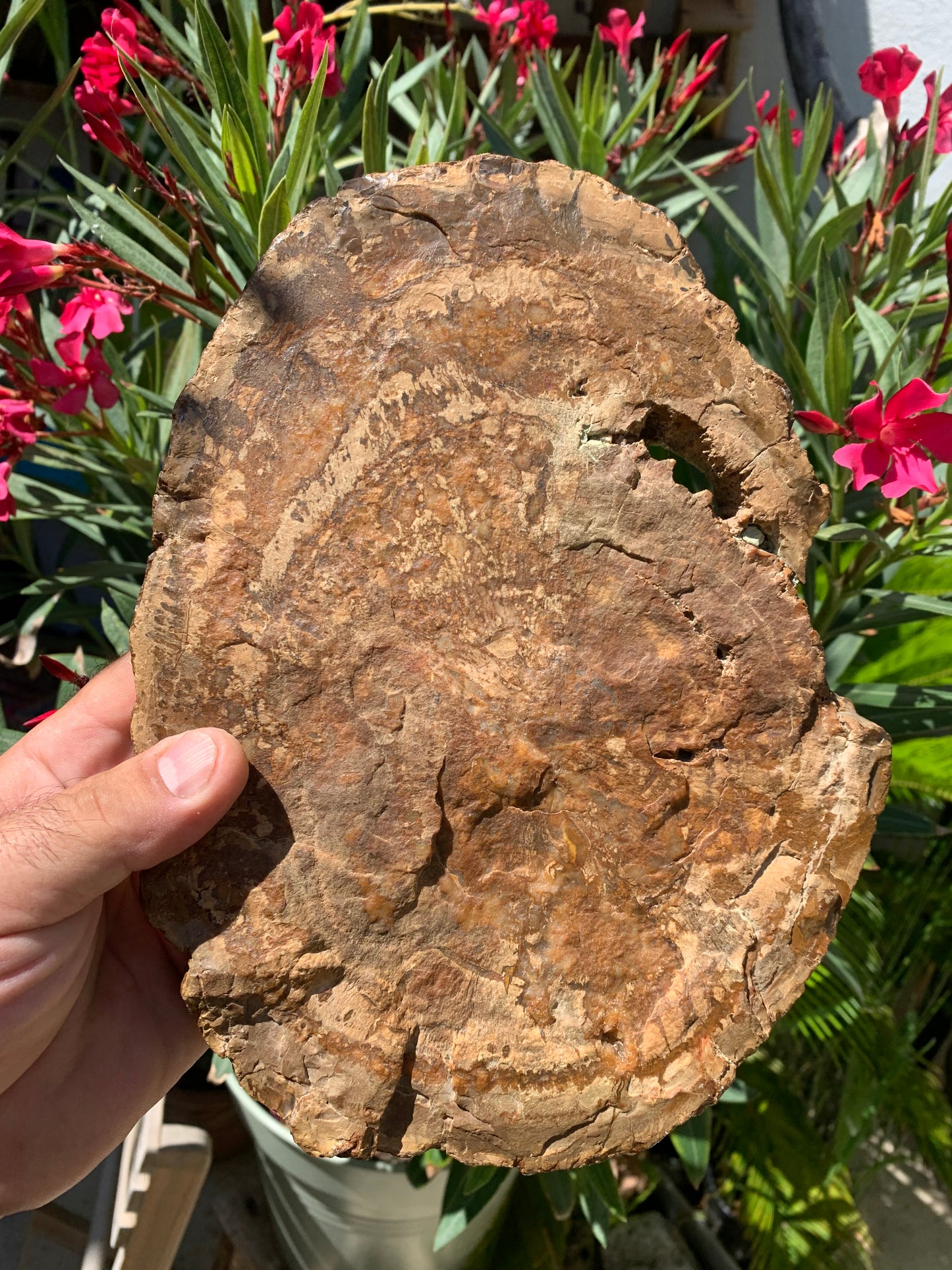 Bois fossilisé/ pétrifié, pendentif de 24,5 x 18 x 3 cm - 2,128 kgs. Parfait pour collection, exposition, lapidaire...