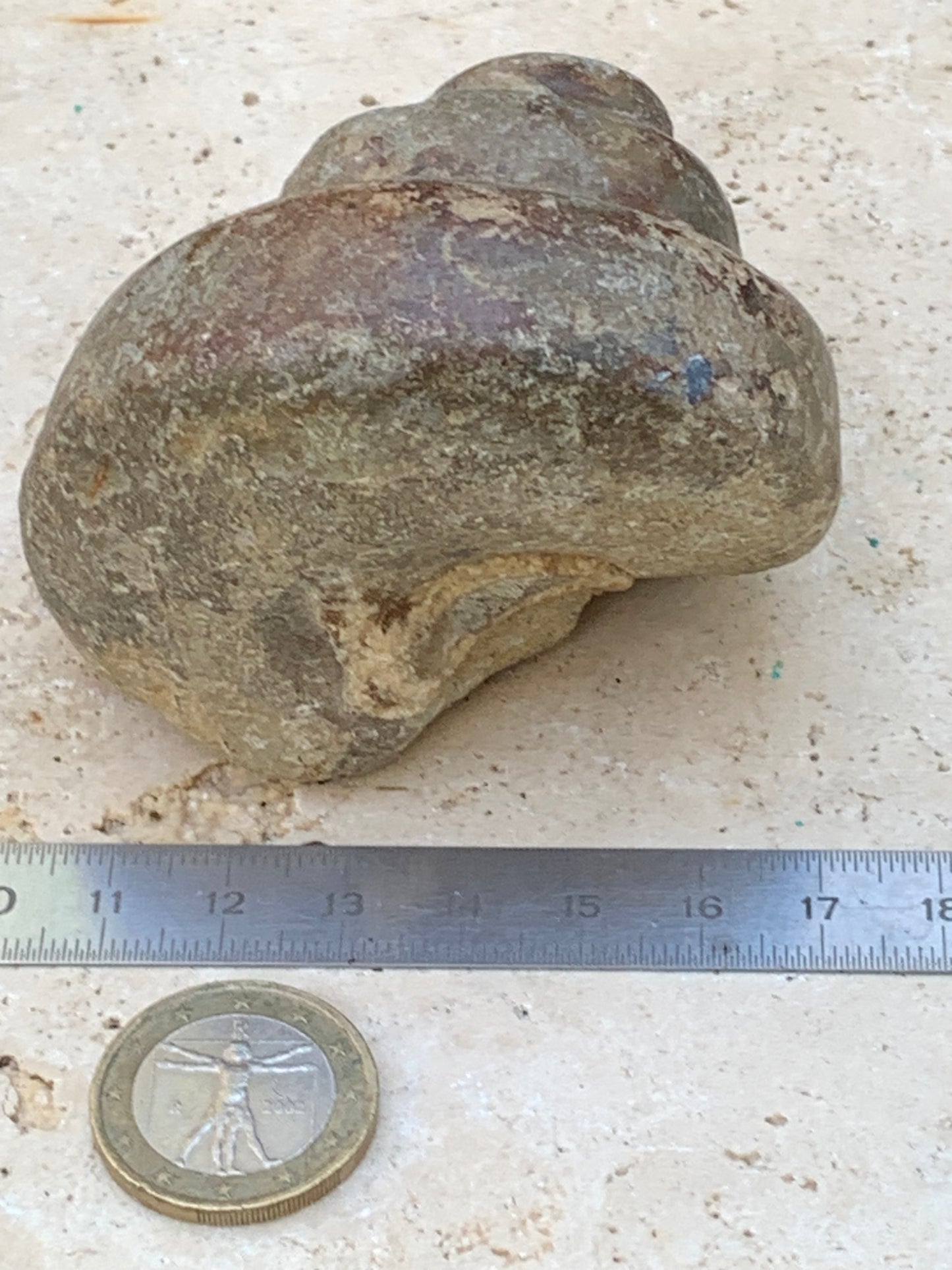 Escargot des Alpes fossilisé de taille XL (rare), 70x60x58 mm - 273 gr. Parfait pour collection, exposition...