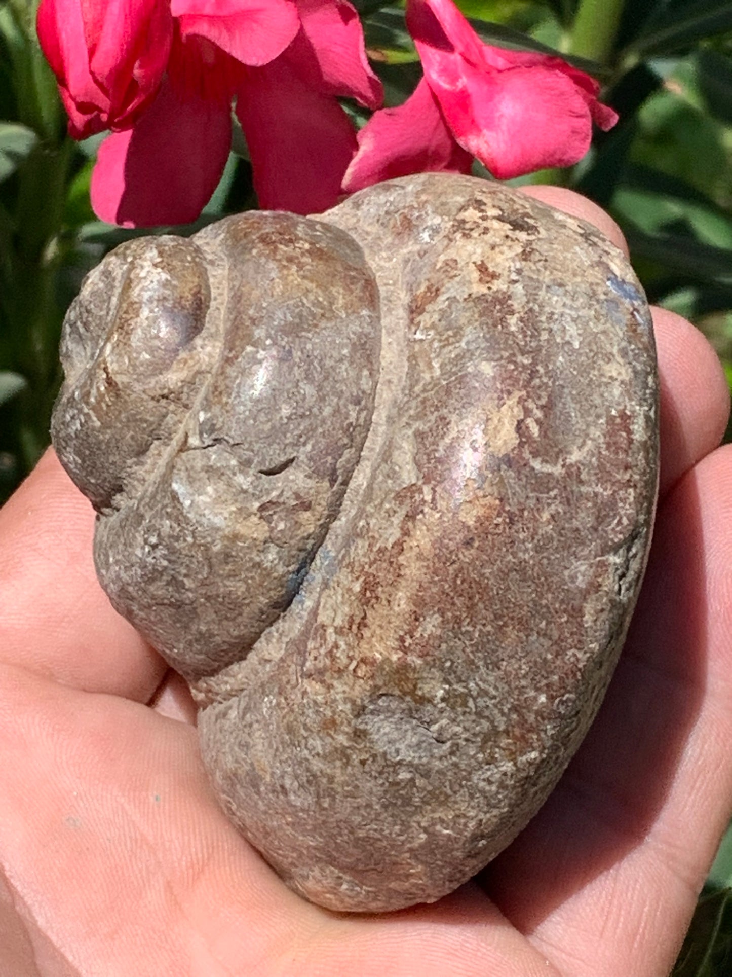 Escargot des Alpes fossilisé de taille XL (rare), 70x60x58 mm - 273 gr. Parfait pour collection, exposition...