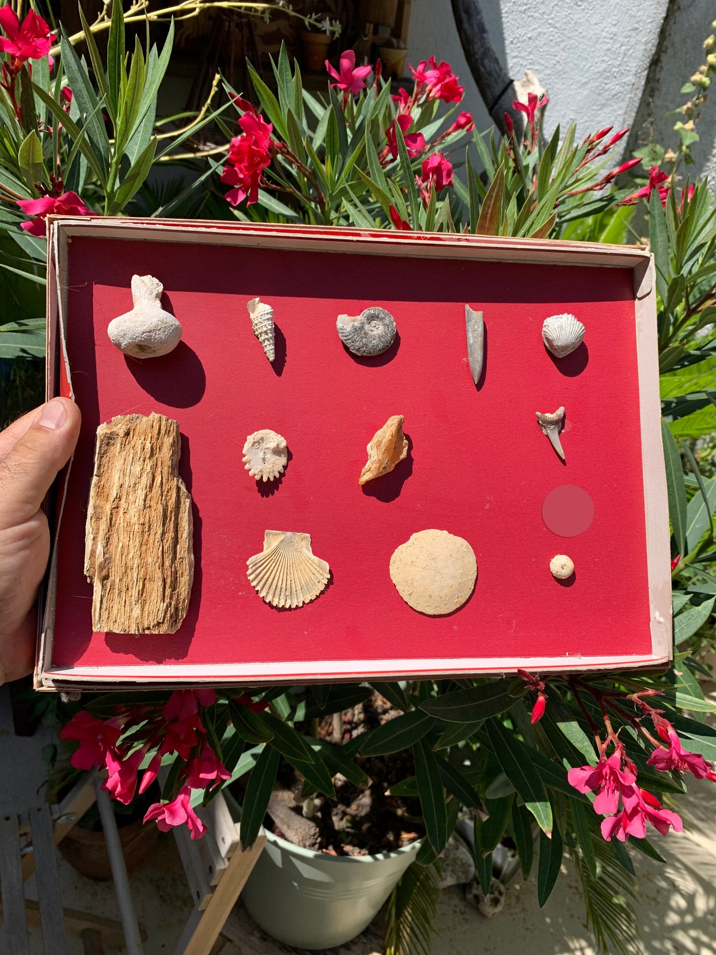 Fossiles de France, coffret collection avec description de 12 pièces. Parfait pour collection, exposition...
