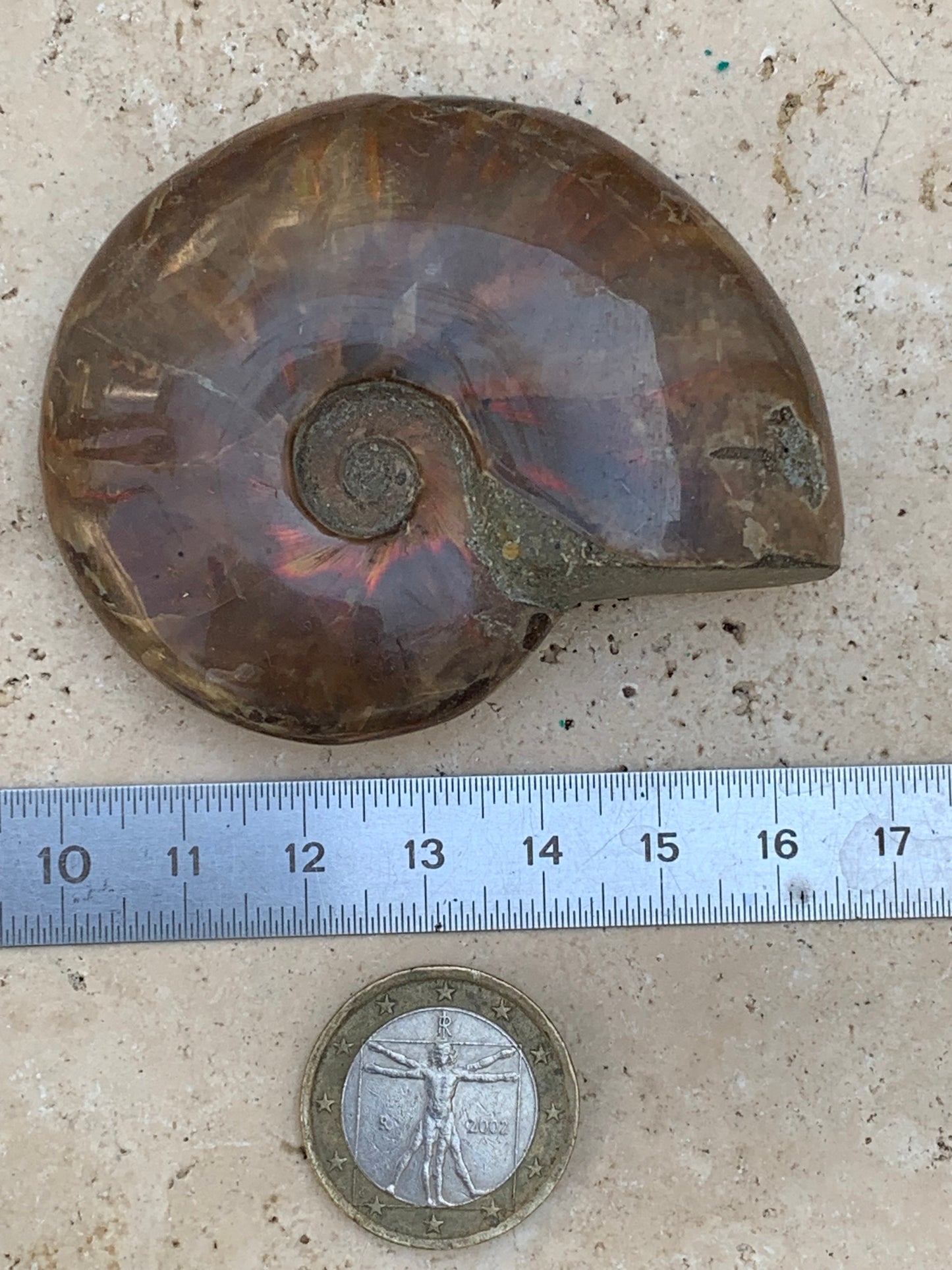 Ammonite nacrée, de 64mm x 54 x 20 - 74,3 grammes. Parfait pour collection, exposition...