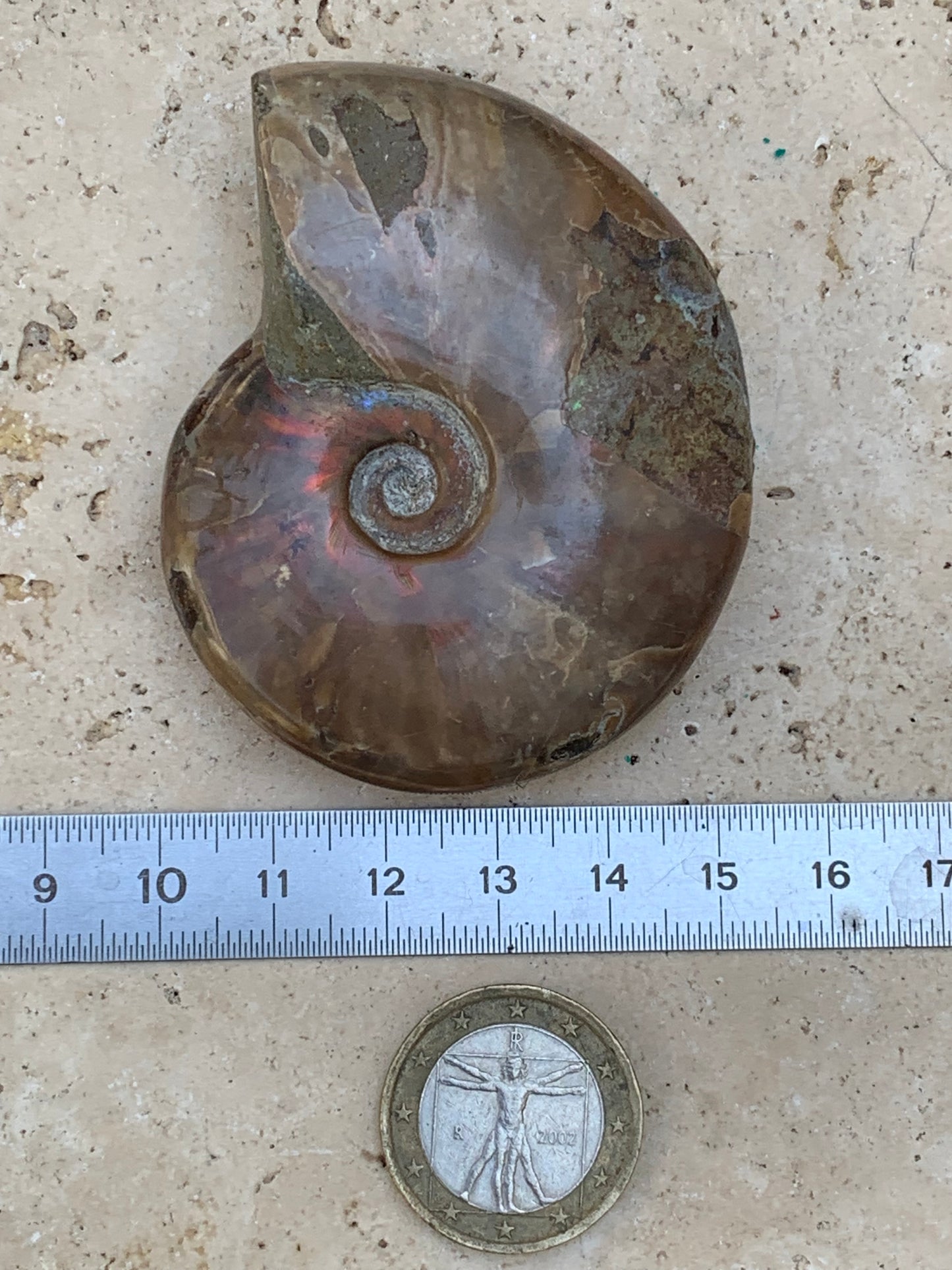 Ammonite nacrée, de 64mm x 54 x 20 - 74,3 grammes. Parfait pour collection, exposition...