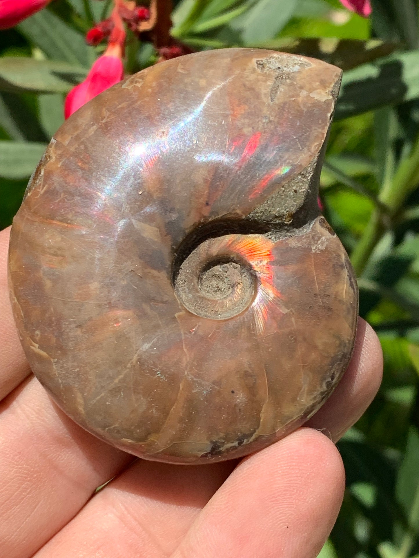 Ammonite nacrée, de 64mm x 54 x 20 - 74,3 grammes. Parfait pour collection, exposition...
