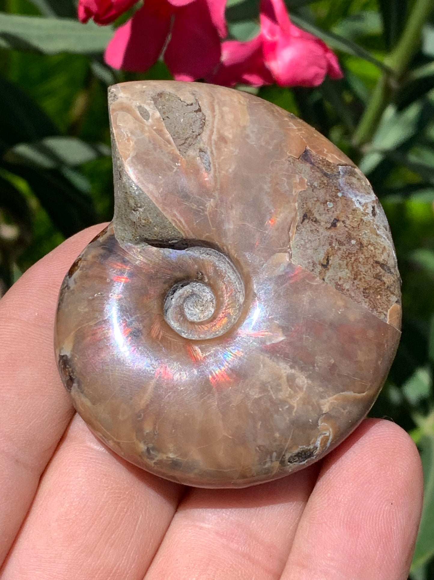 Ammonite nacrée, de 64mm x 54 x 20 - 74,3 grammes. Parfait pour collection, exposition...