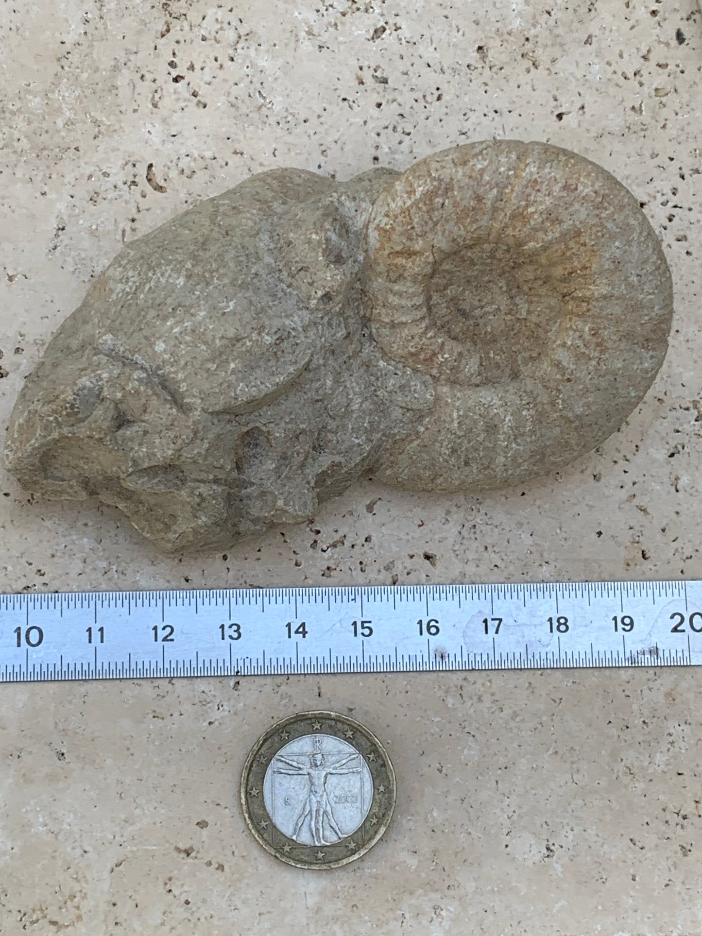 Ammonite naturelle en calcaire avec coquillage (Palourde), de 100mm x 57 x 48 - 181,6 grammes. Parfait pour collection, exposition...