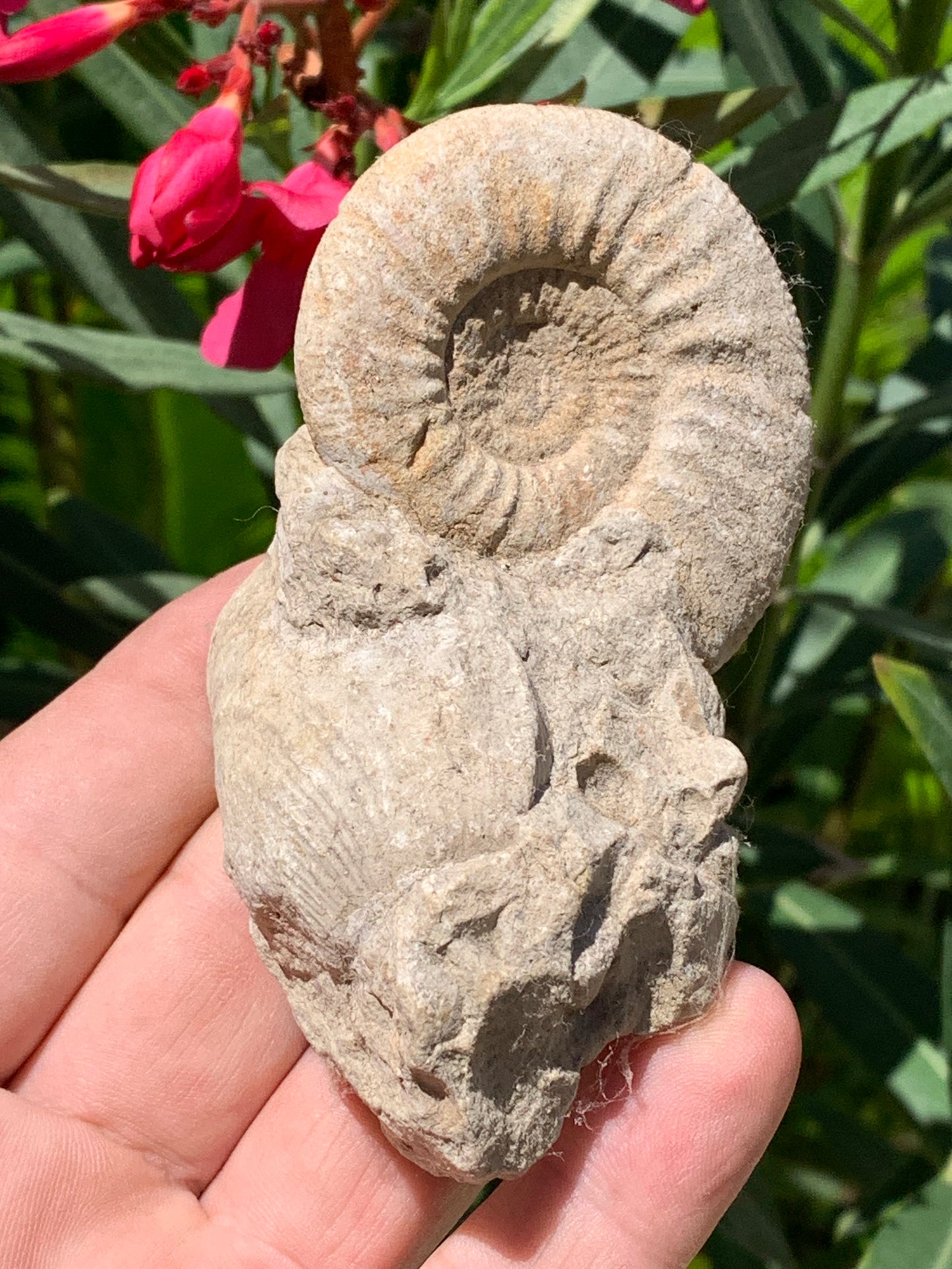 Ammonite naturelle en calcaire avec coquillage (Palourde), de 100mm x 57 x 48 - 181,6 grammes. Parfait pour collection, exposition...