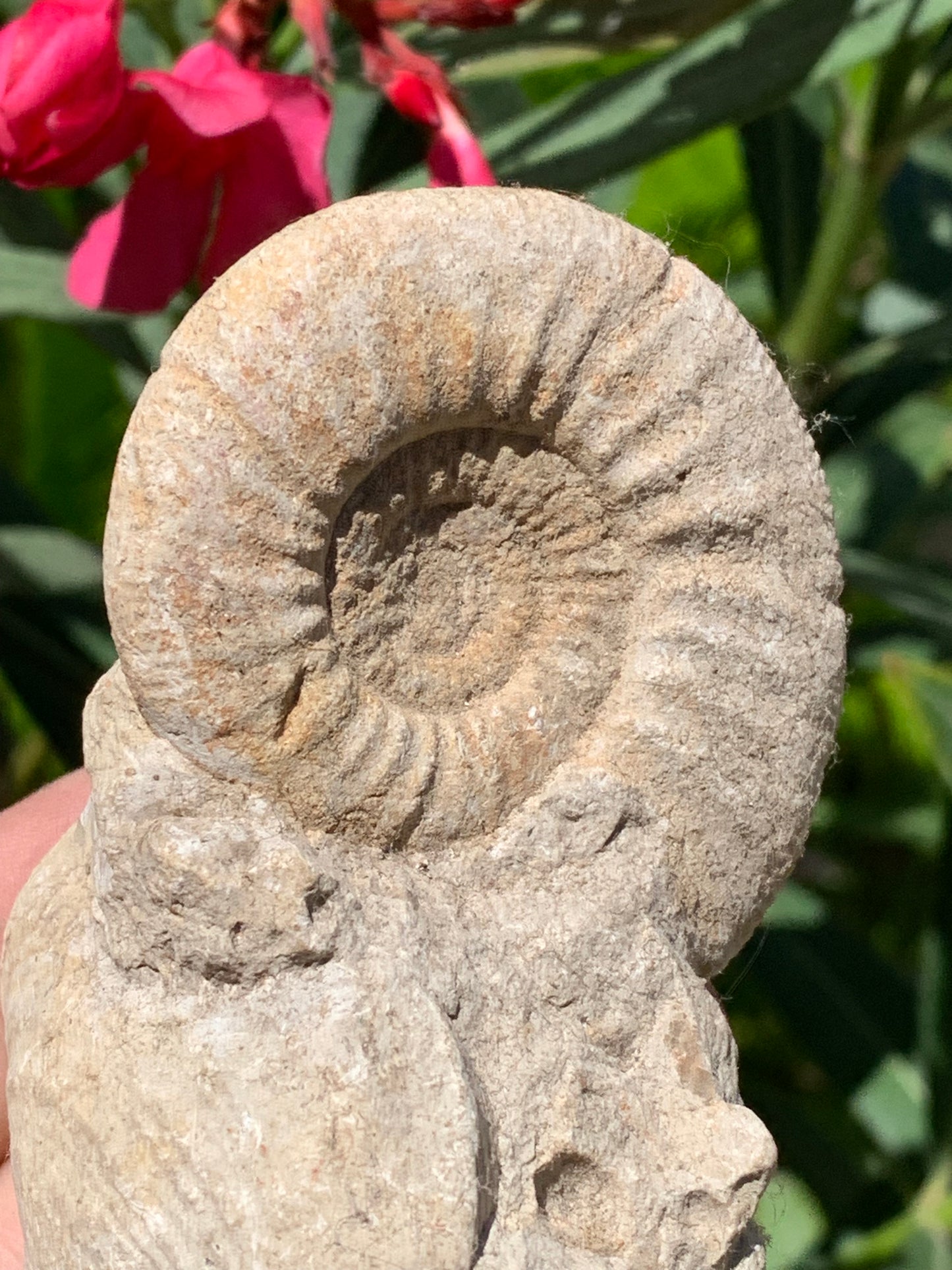 Ammonite naturelle en calcaire avec coquillage (Palourde), de 100mm x 57 x 48 - 181,6 grammes. Parfait pour collection, exposition...