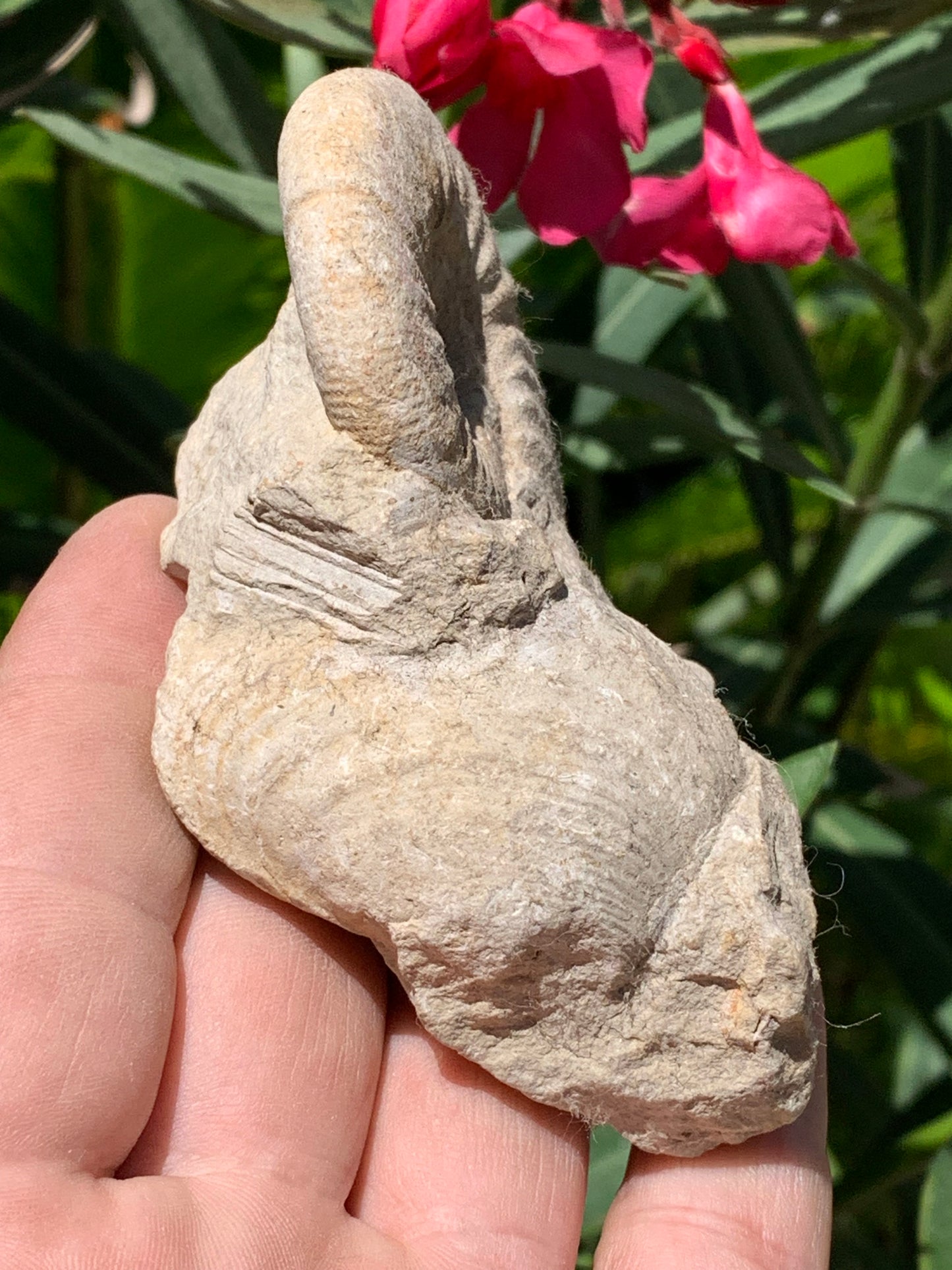 Ammonite naturelle en calcaire avec coquillage (Palourde), de 100mm x 57 x 48 - 181,6 grammes. Parfait pour collection, exposition...
