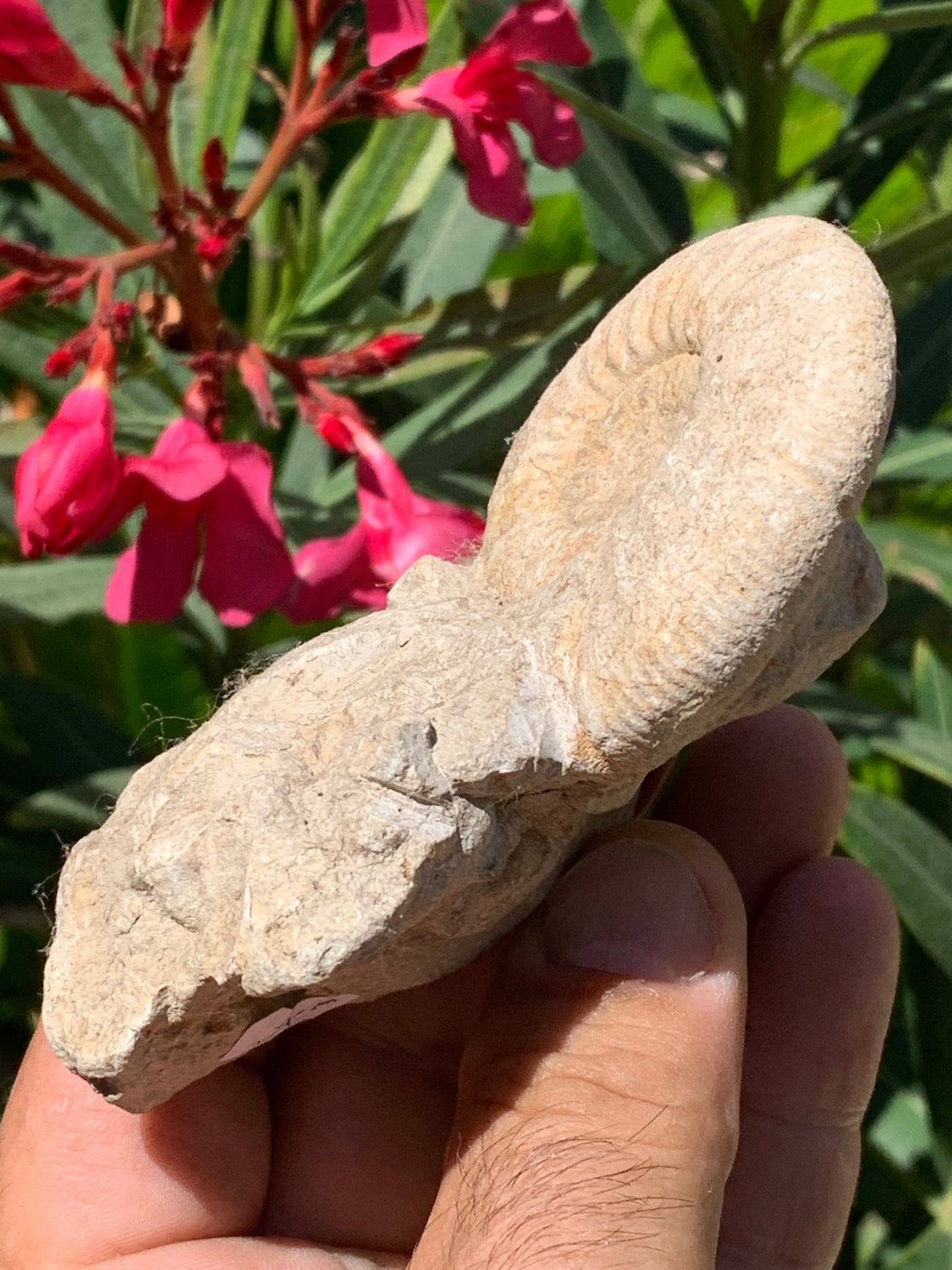 Ammonite naturelle en calcaire avec coquillage (Palourde), de 100mm x 57 x 48 - 181,6 grammes. Parfait pour collection, exposition...