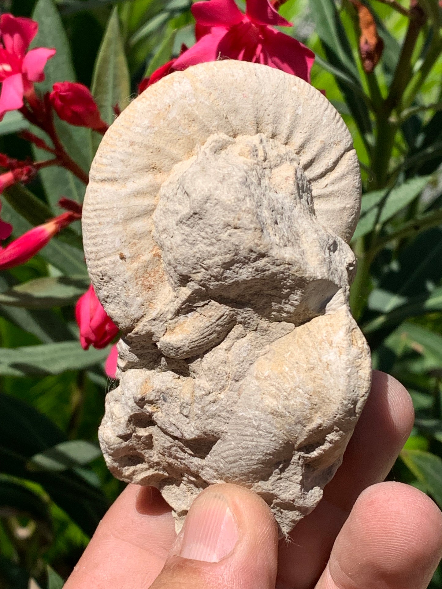 Ammonite naturelle en calcaire avec coquillage (Palourde), de 100mm x 57 x 48 - 181,6 grammes. Parfait pour collection, exposition...