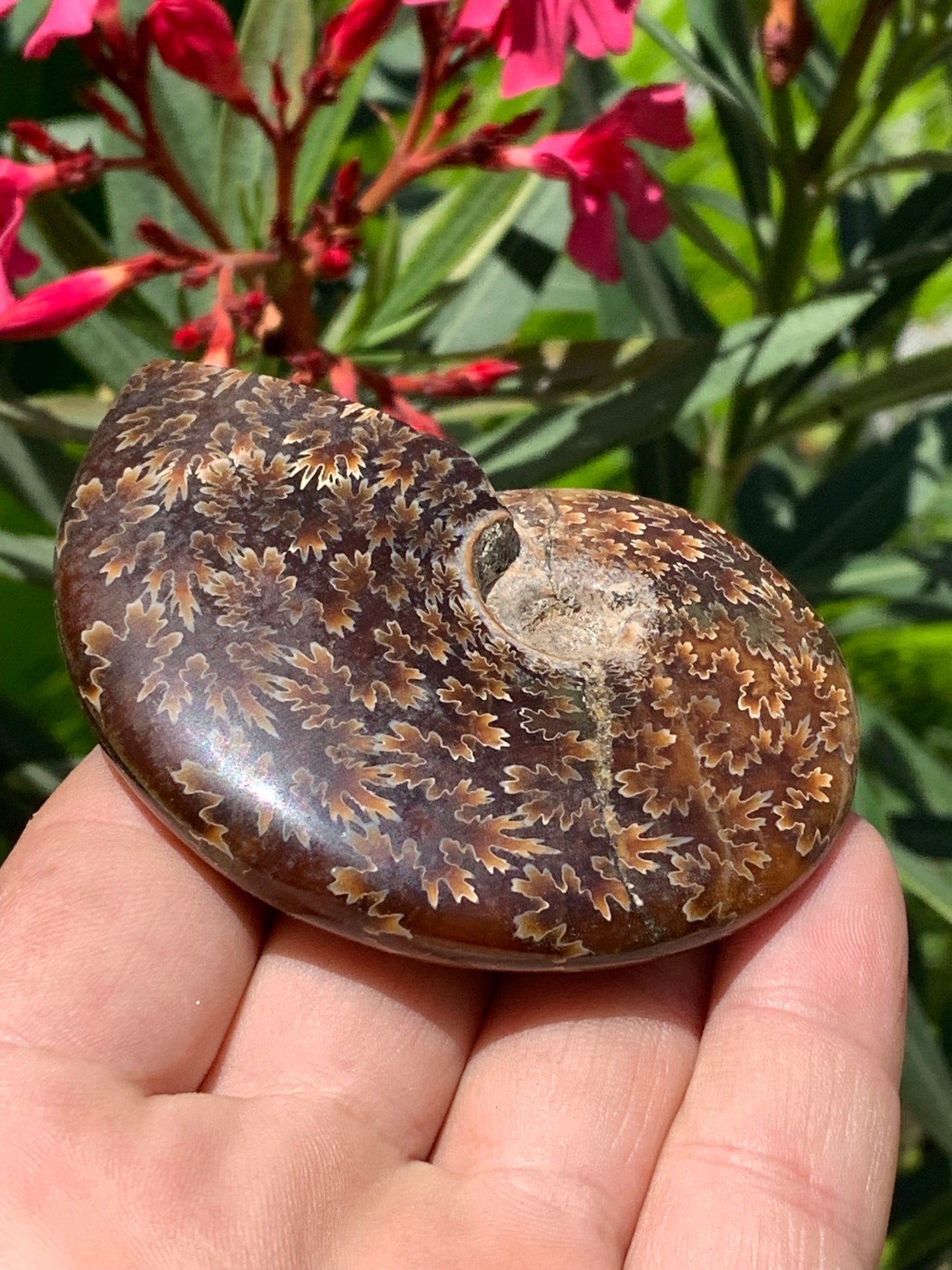 Ammonite fougĂšre, de 78mm x 63 x 22 - 124,7 grammes. Parfait pour collection, exposition...