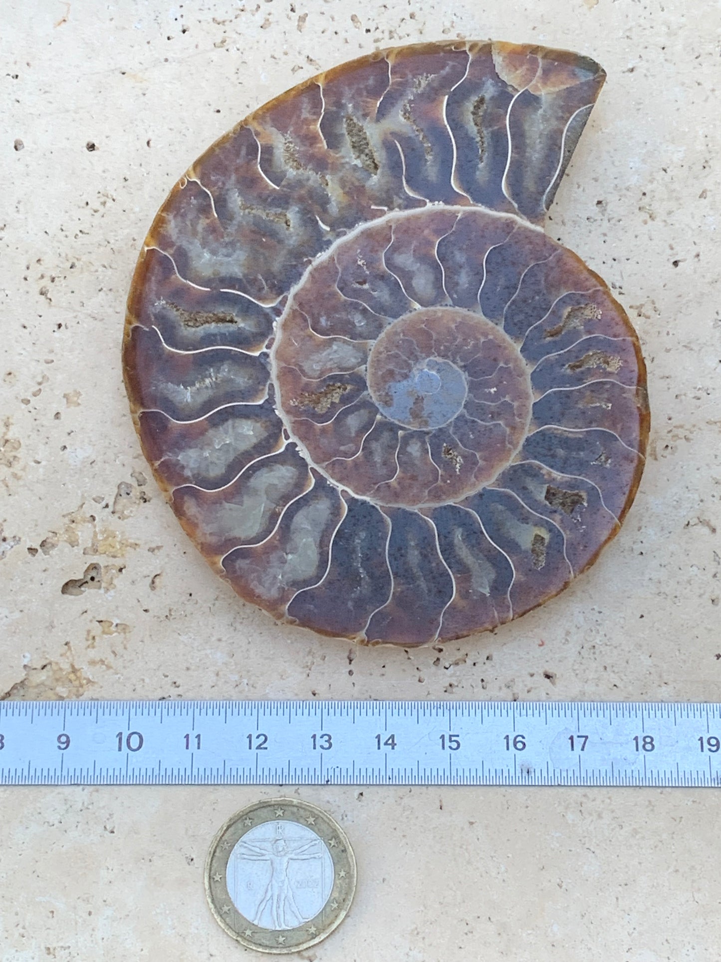 Ammonite sciée, de 110mm x 87 x 11 - 134,5 grammes. Parfait pour collection, exposition...