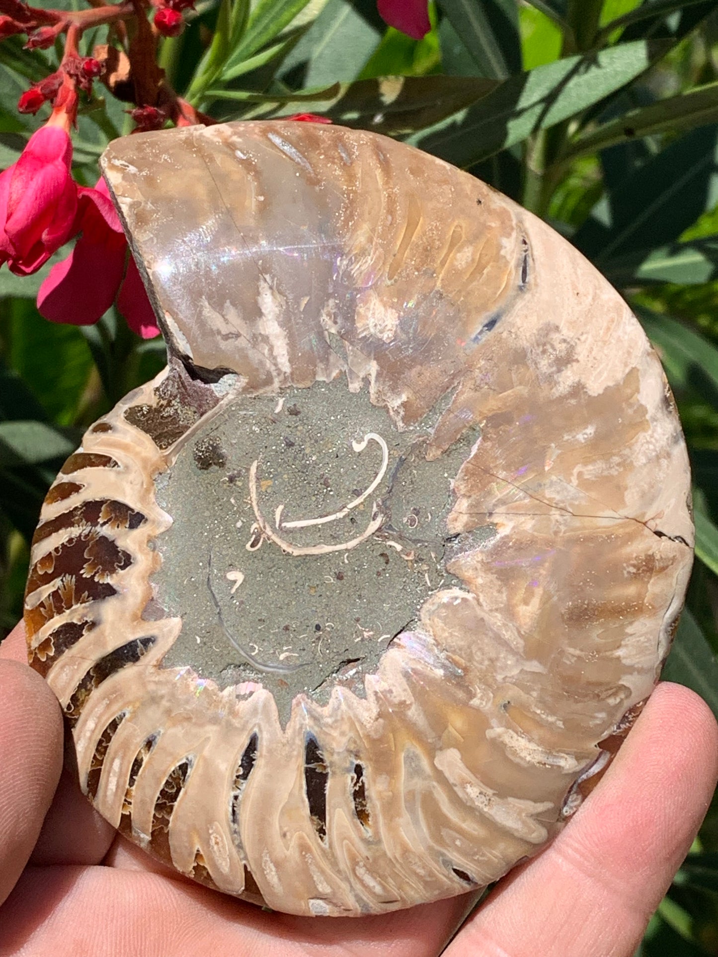 Ammonite sciée, de 110mm x 87 x 11 - 134,5 grammes. Parfait pour collection, exposition...