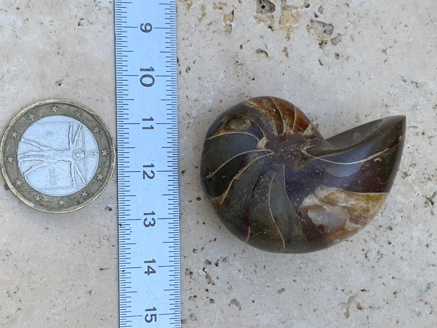 Nautile fossilisé, de 45mm x 33 x 25 - 41,4 grammes. Parfait pour collection, exposition...