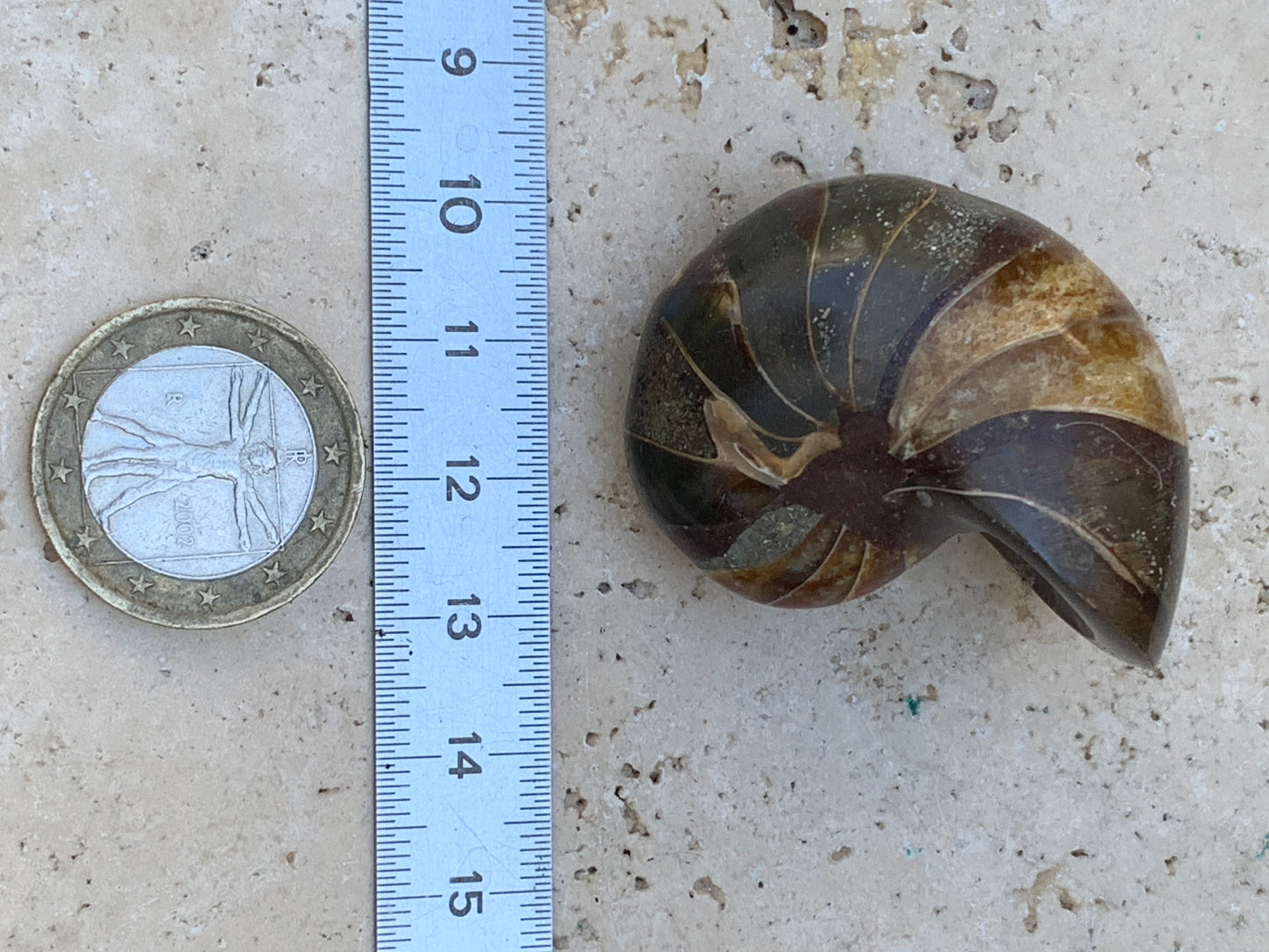 Nautile fossilisé, de 45mm x 33 x 25 - 41,4 grammes. Parfait pour collection, exposition...