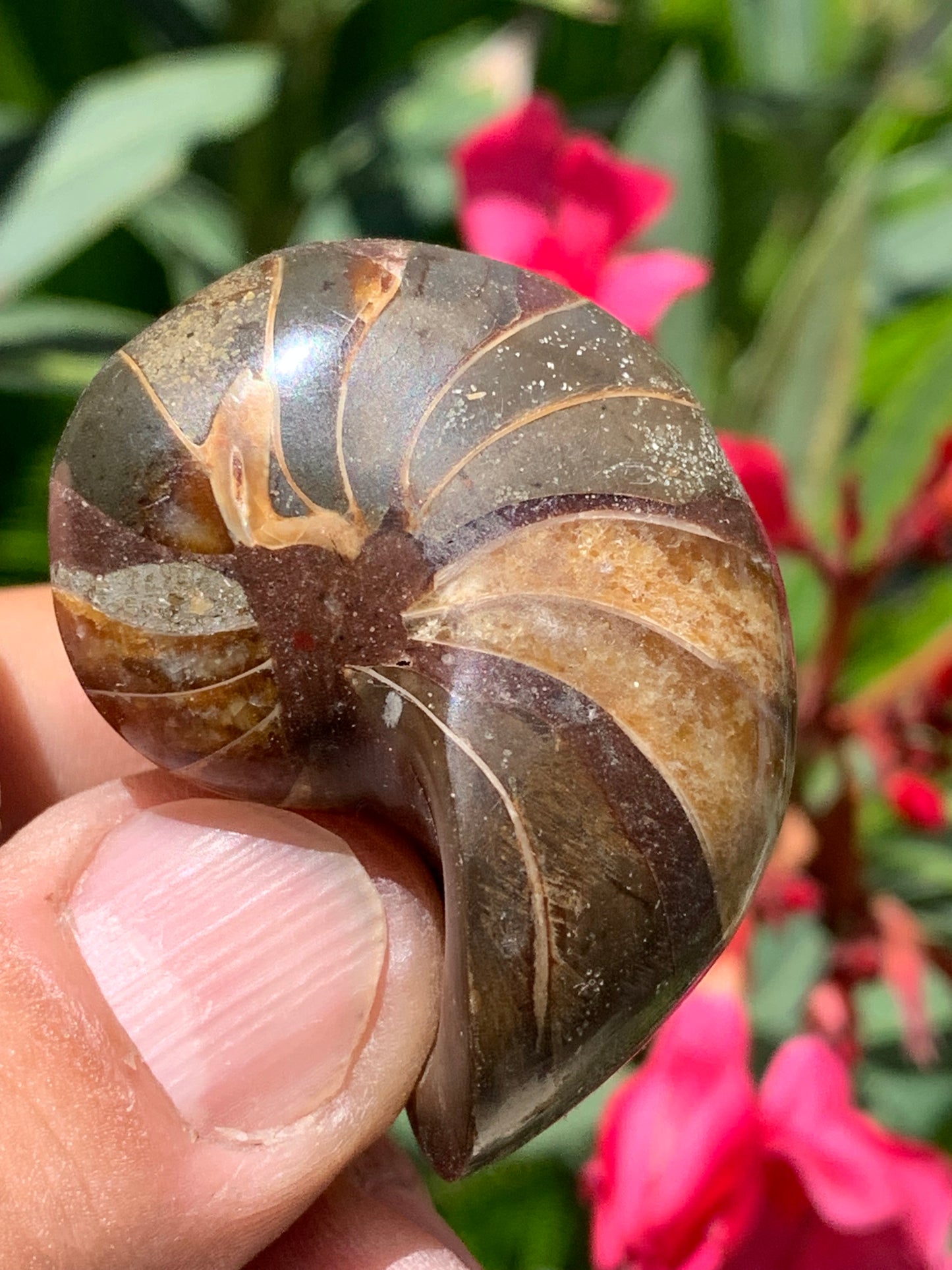 Nautile fossilisé, de 45mm x 33 x 25 - 41,4 grammes. Parfait pour collection, exposition...