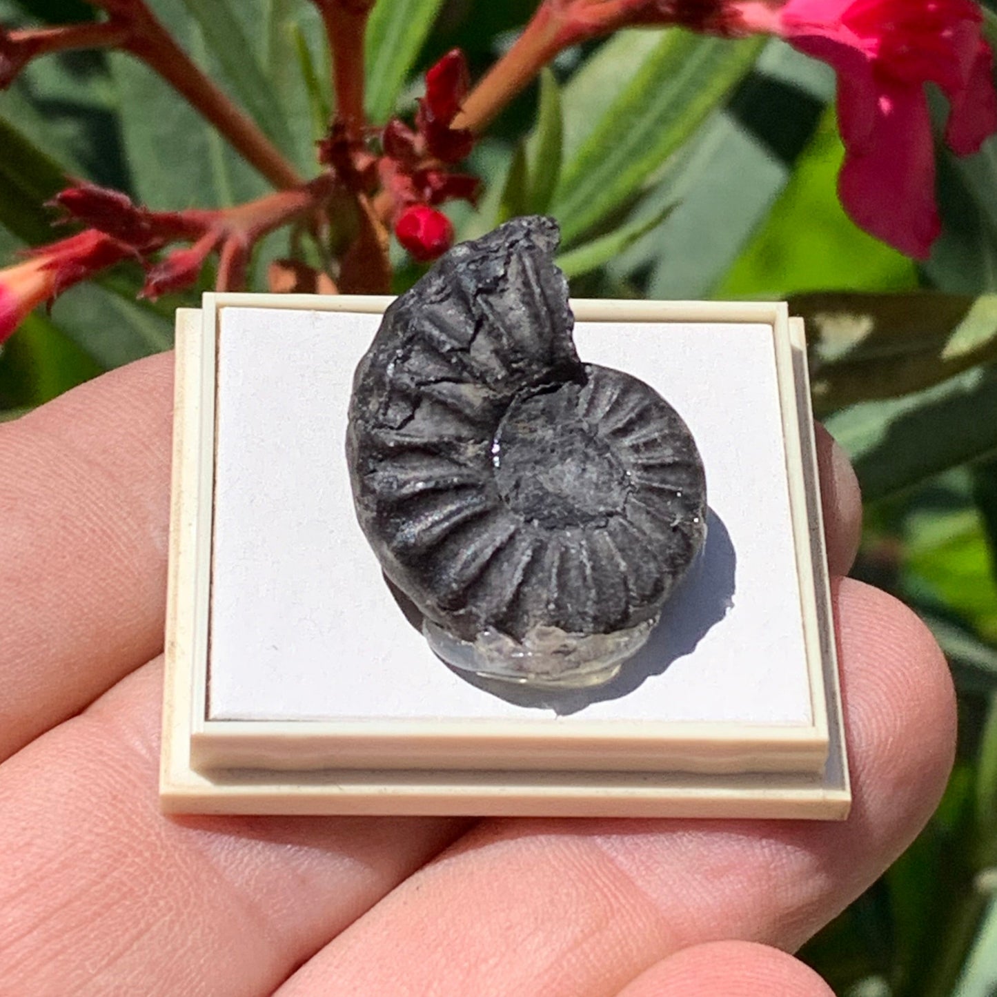 Ammonite pyritisé de France (Aveyron), de 26mm x 20 x 10 - 8,5 grammes. Parfait pour collection, exposition... Vendu avec boîte de 4 x3,3 x2 cm !