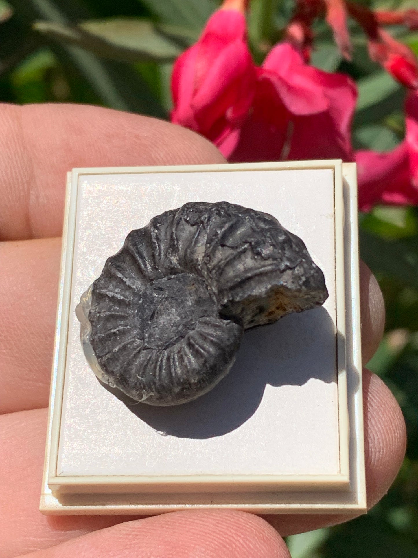 Ammonite pyritisé de France (Aveyron), de 26mm x 20 x 10 - 8,5 grammes. Parfait pour collection, exposition... Vendu avec boîte de 4 x3,3 x2 cm !