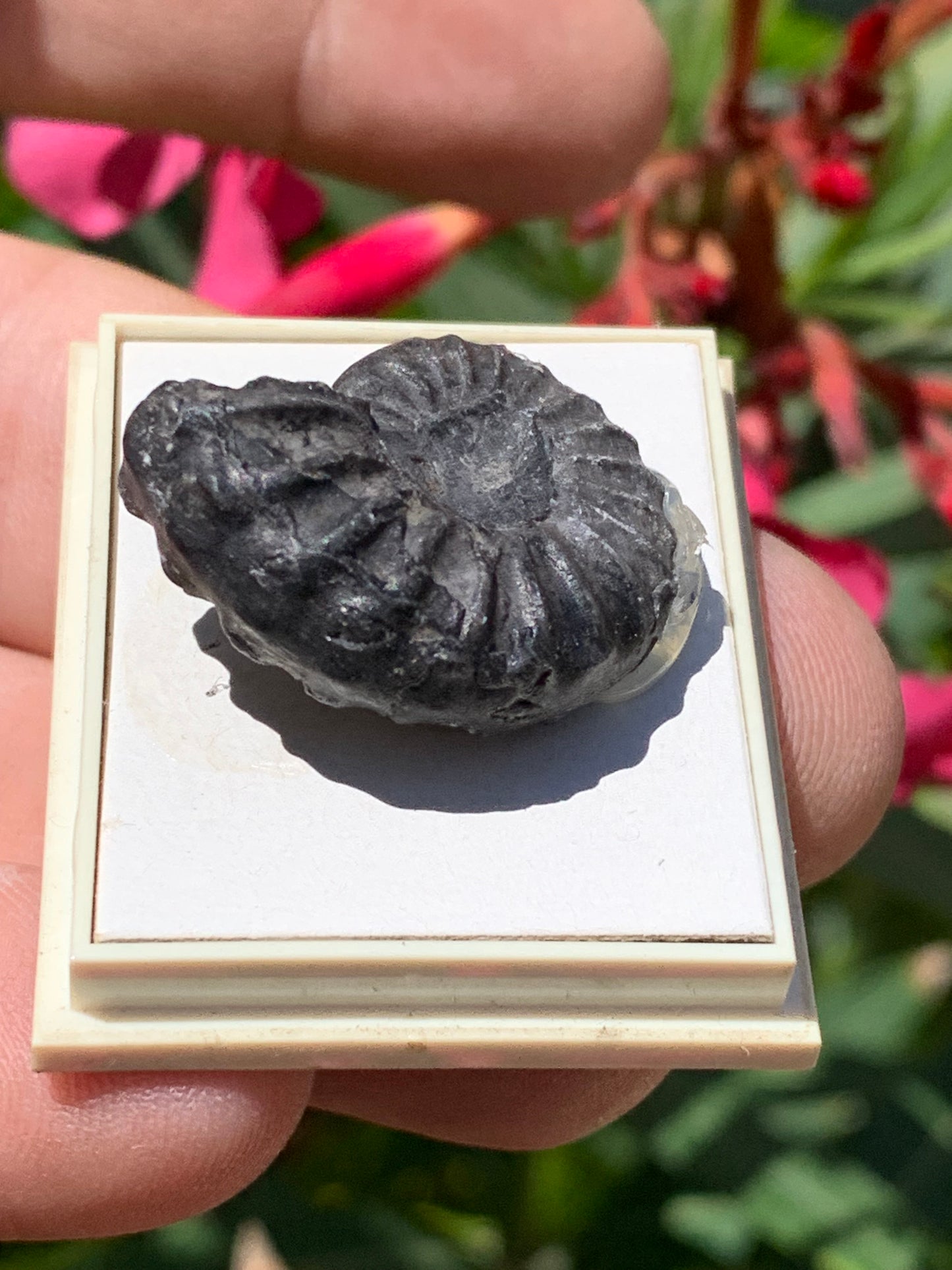 Ammonite pyritisé de France (Aveyron), de 26mm x 20 x 10 - 8,5 grammes. Parfait pour collection, exposition... Vendu avec boîte de 4 x3,3 x2 cm !