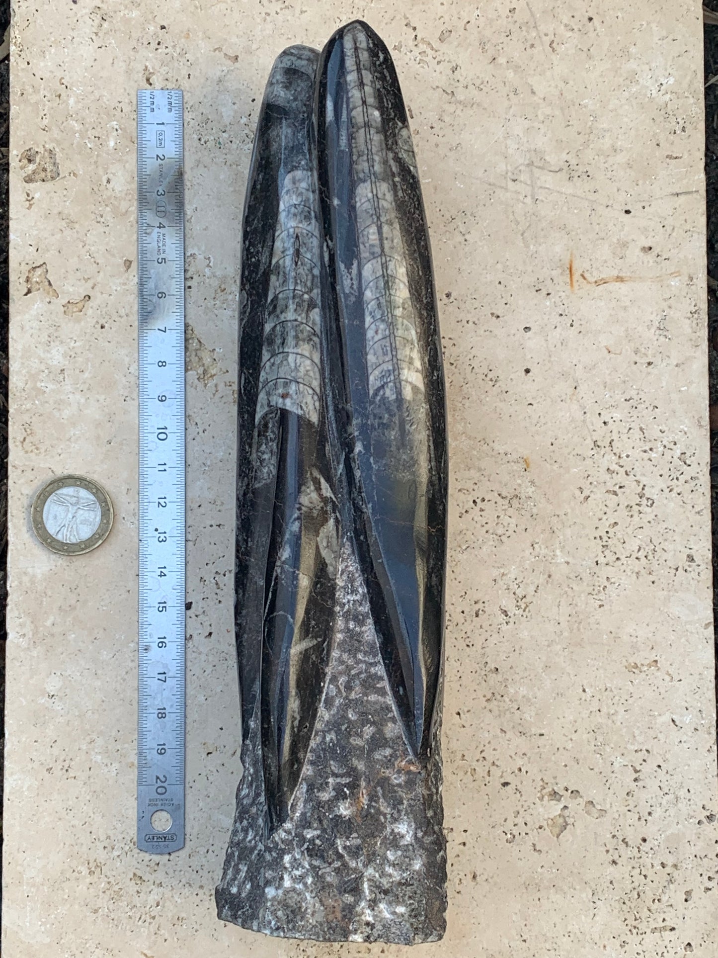 Orthoceras/ Orthocère, tourelle de 24 cm x 7 de diamètre- 1,24 kilogramme. Parfait pour collection, exposition...