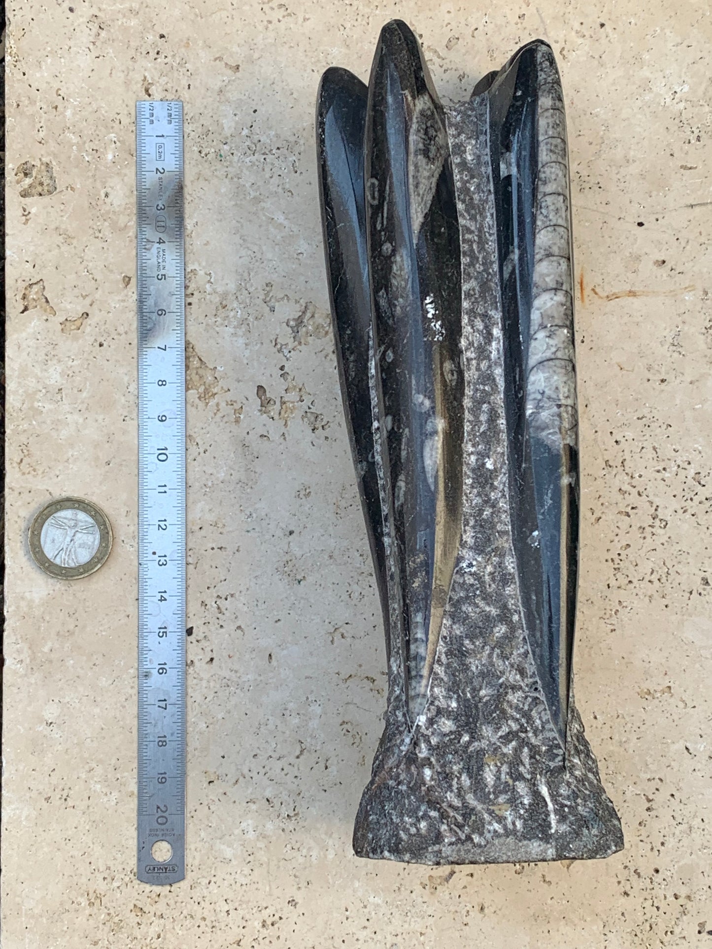 Orthoceras/ Orthocère, tourelle de 22 cm x 8 x 6 - 1,46 kilogramme. Parfait pour collection, exposition...