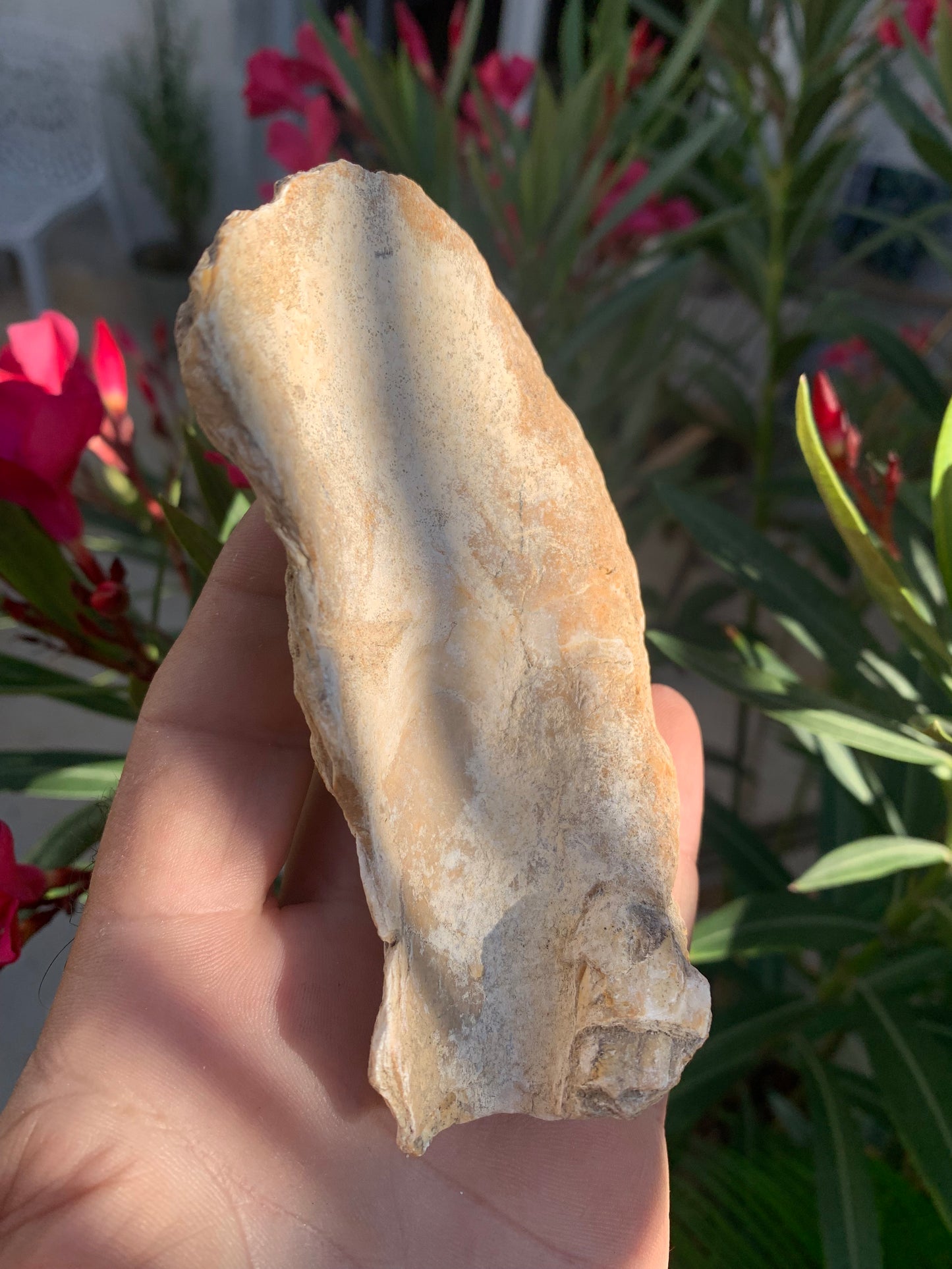 Huitre fossilisée de France, de 111 mm x 68 x 34 - 167,3 grammes. Parfait pour collection, exposition...