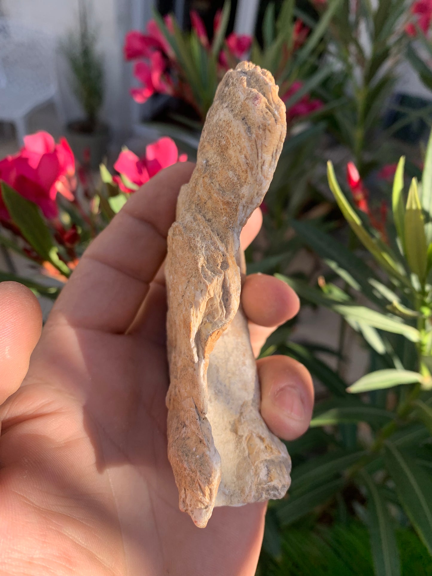 Huitre fossilisée de France, de 111 mm x 68 x 34 - 167,3 grammes. Parfait pour collection, exposition...
