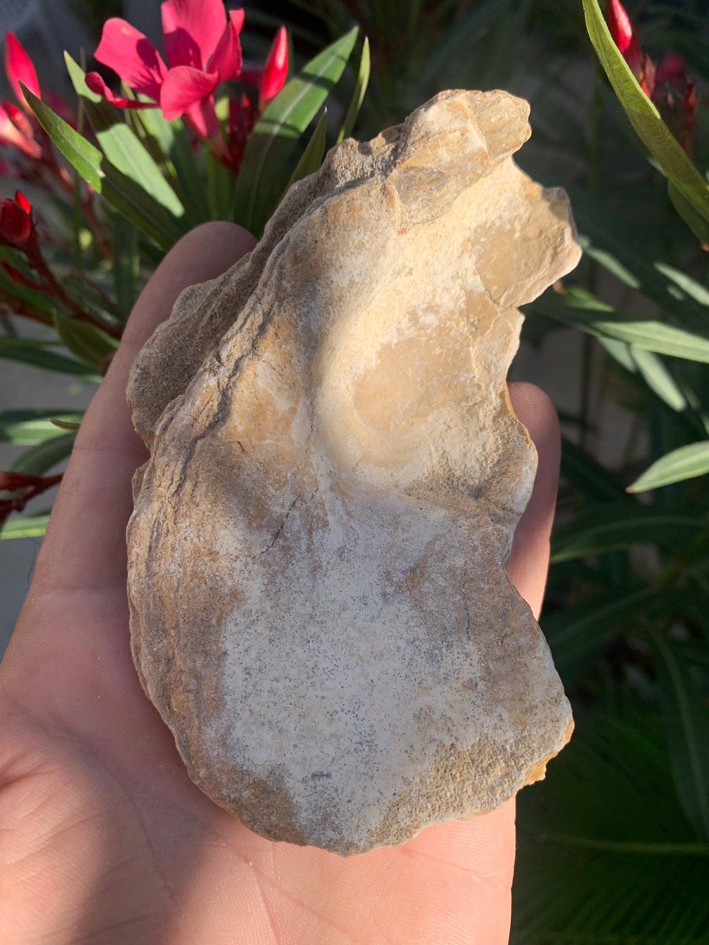 Huitre fossilisée de France, de 111 mm x 68 x 34 - 167,3 grammes. Parfait pour collection, exposition...