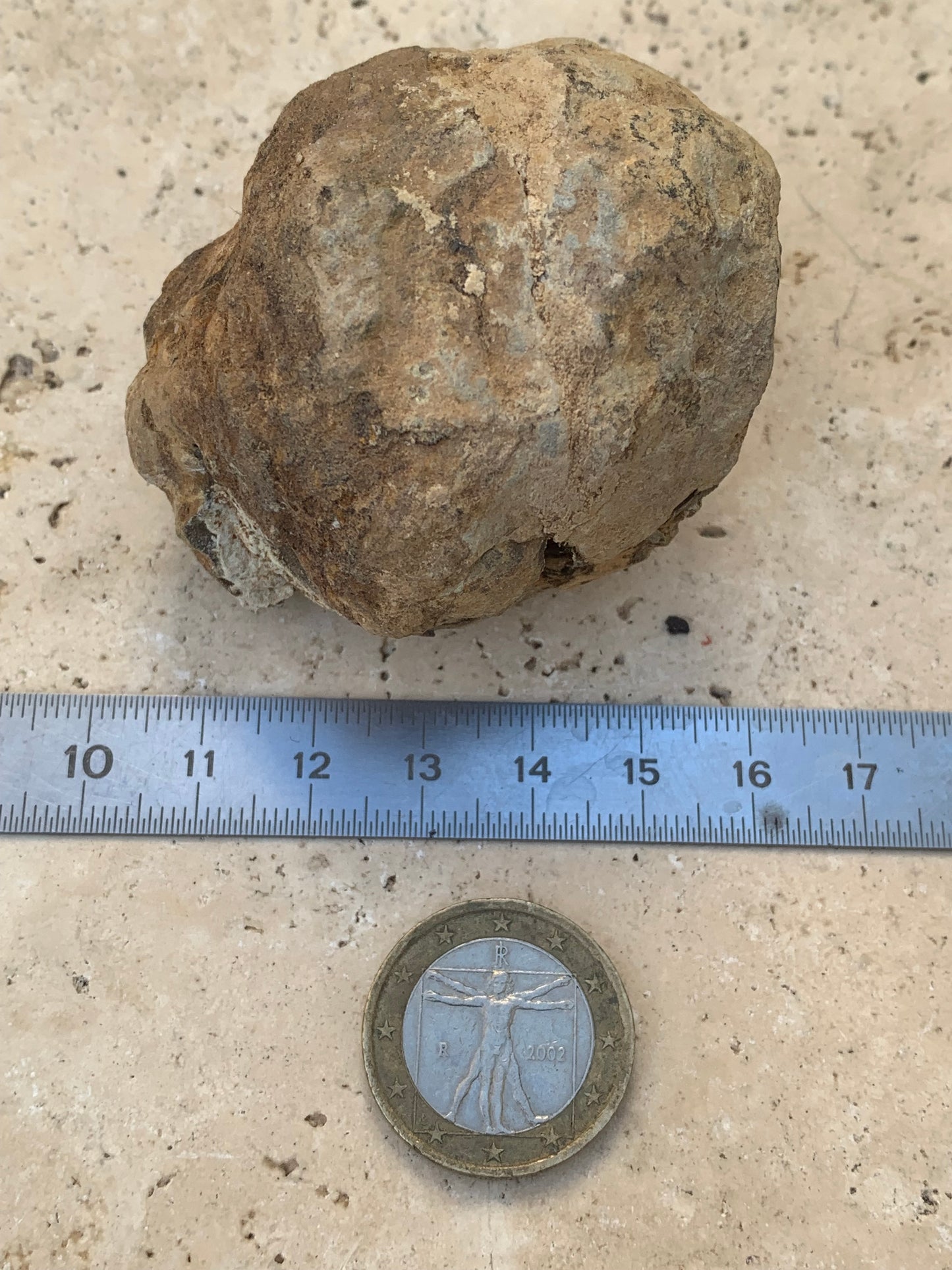 Trilobites Phacops, fossile en 2 moitiés de 60 mm x 58 x 40 - 121,7 grammes. Parfait pour collection, exposition...