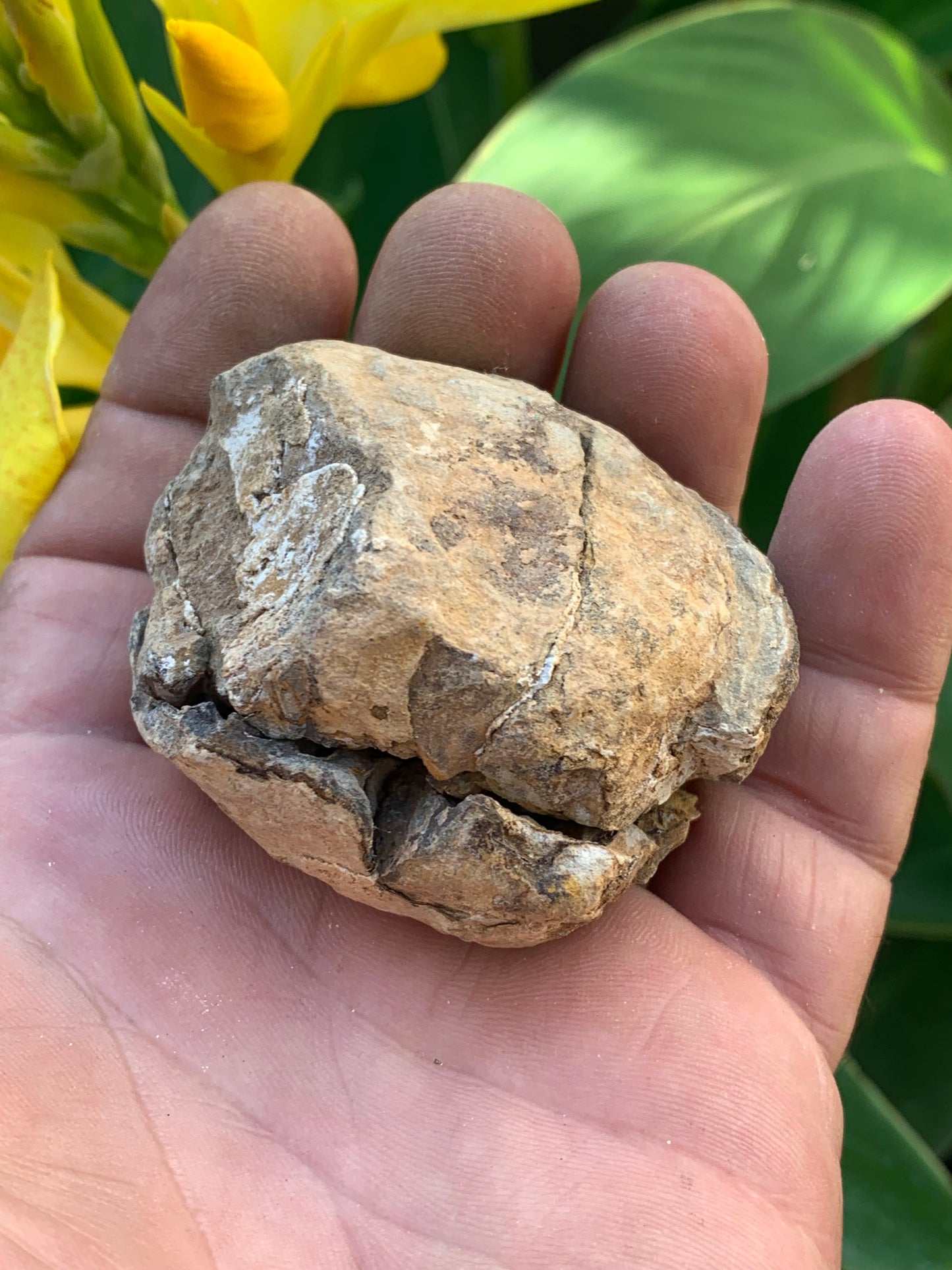Trilobites Phacops, fossile en 2 moitiés de 60 mm x 58 x 40 - 121,7 grammes. Parfait pour collection, exposition...