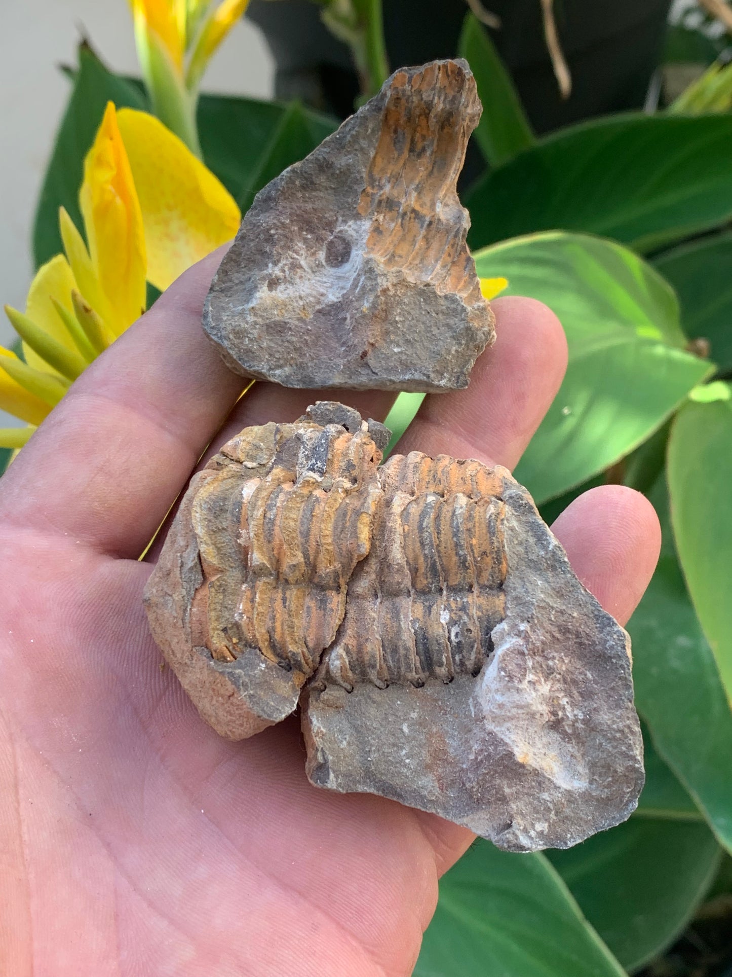 Trilobites Phacops, fossile en 2 moitiés de 76 mm x 55 x 42 - 161,5 grammes. Parfait pour collection, exposition...