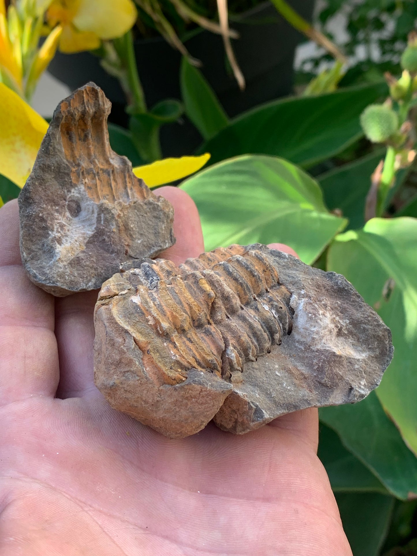 Trilobites Phacops, fossile en 2 moitiés de 76 mm x 55 x 42 - 161,5 grammes. Parfait pour collection, exposition...