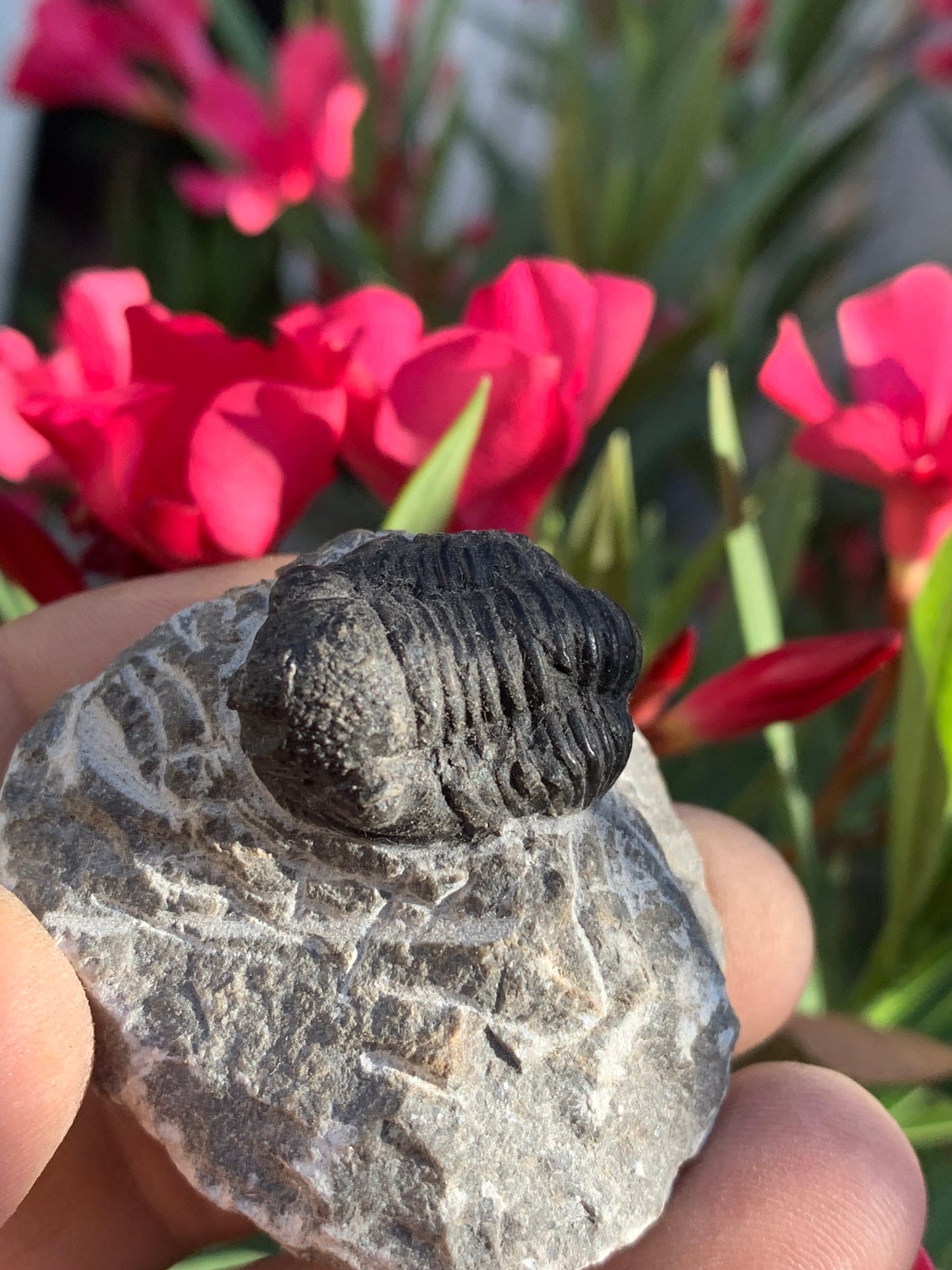 Trilobites Phacops, fossile de 47 mm x 45 x 33 - 65,8 grammes. Parfait pour collection, exposition...