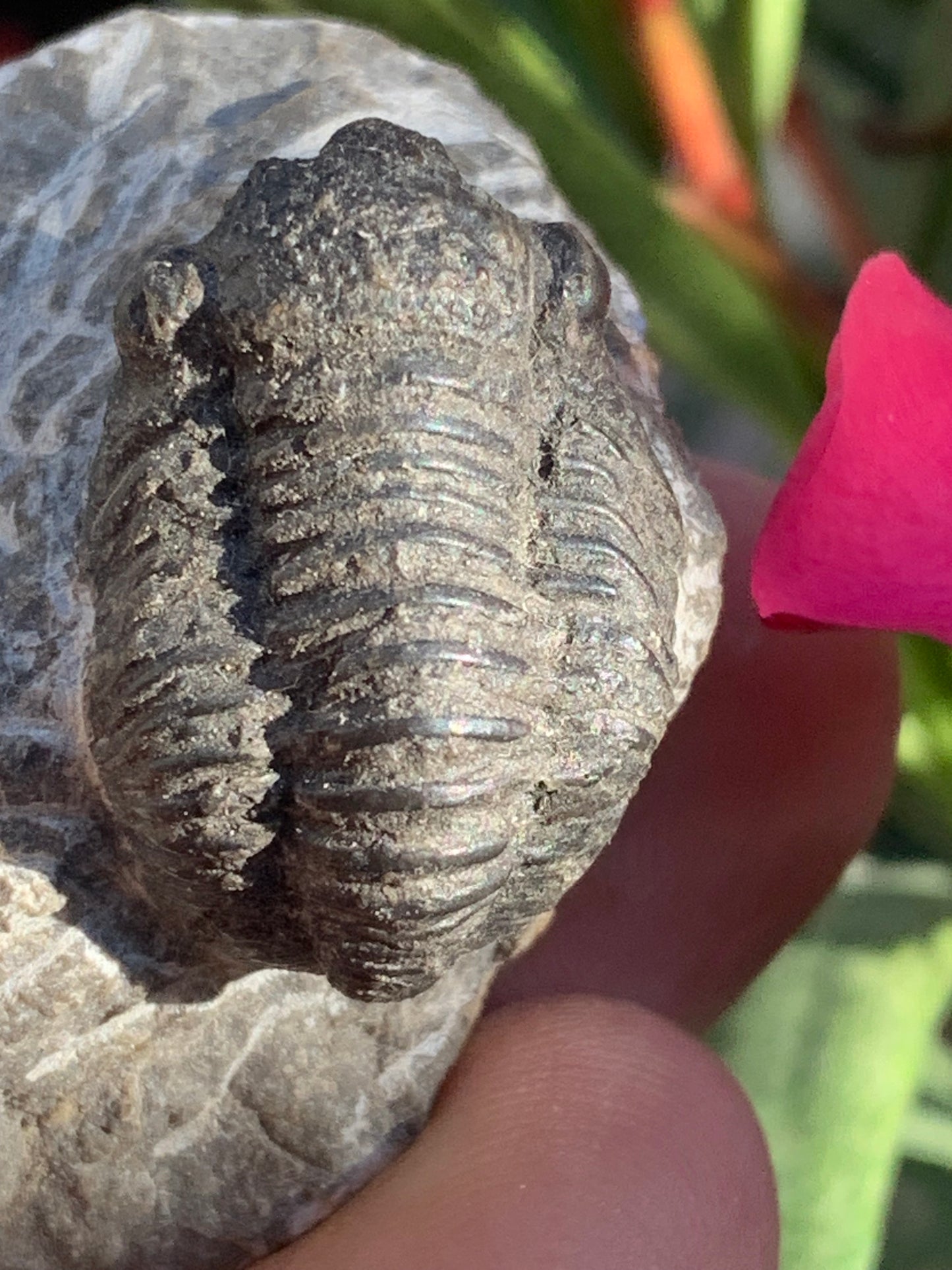 Trilobites Phacops, fossile de 47 mm x 45 x 33 - 65,8 grammes. Parfait pour collection, exposition...