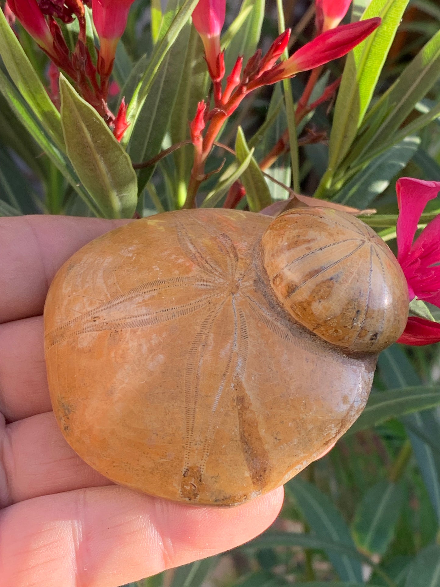 Oursin fossilisé aussi appelé 'échinide fossile', de 75 mm x 72 x 33 - 174,4 grammes. Parfait pour collection, exposition...