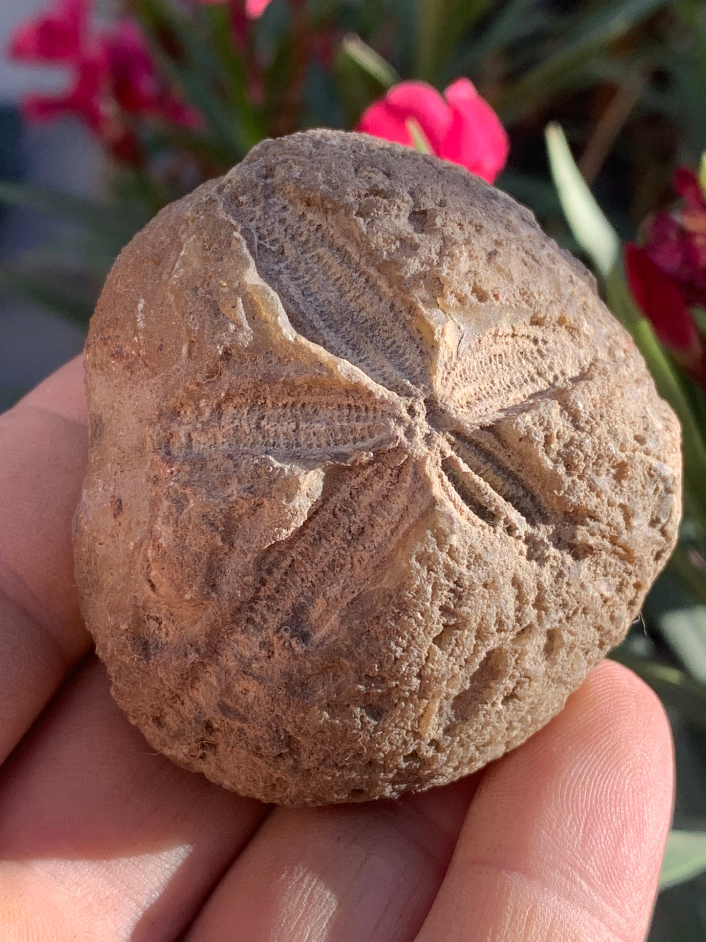 Oursin fossilisé aussi appelé 'échinide fossile', de 59 mm x 52 x 38 - 148,4 grammes. Parfait pour collection, exposition...