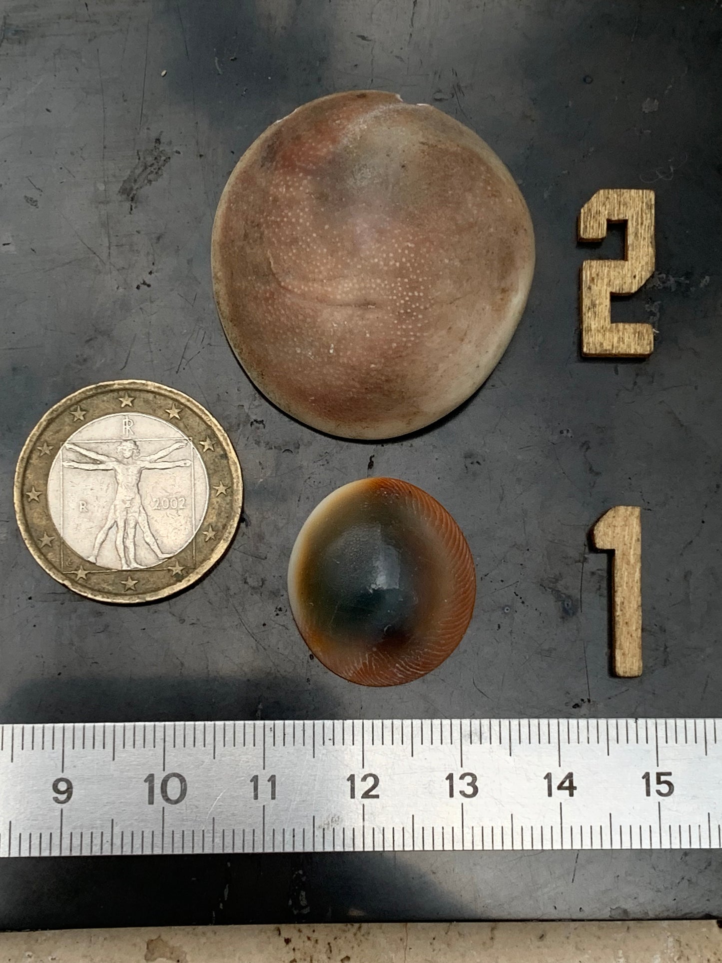 Coquillage, Oeil de Sainte Lucie, de 38mm x34 x14 et 22 x20 x8 / 19,8 et 4,3 grammes. Parfait pour bijouterie, décoration, collection ou exposition...