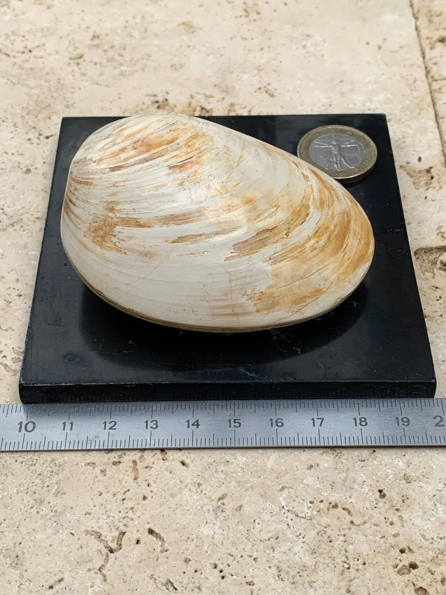 Coquillage bivalve, palourde fossile en calcaire, de 80 x 57 x 36 millimètres / 197 grammes. Parfait pour décoration, collection ou exposition...