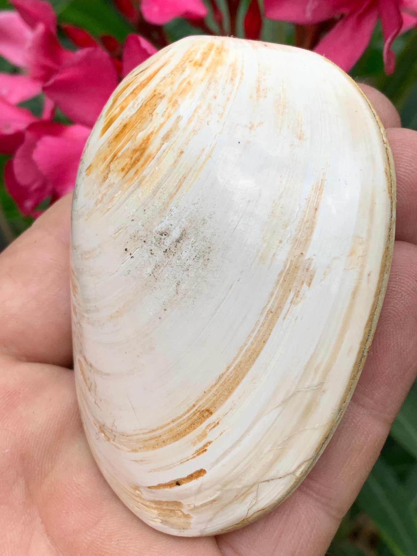 Coquillage bivalve, palourde fossile en calcaire, de 80 x 57 x 36 millimètres / 197 grammes. Parfait pour décoration, collection ou exposition...