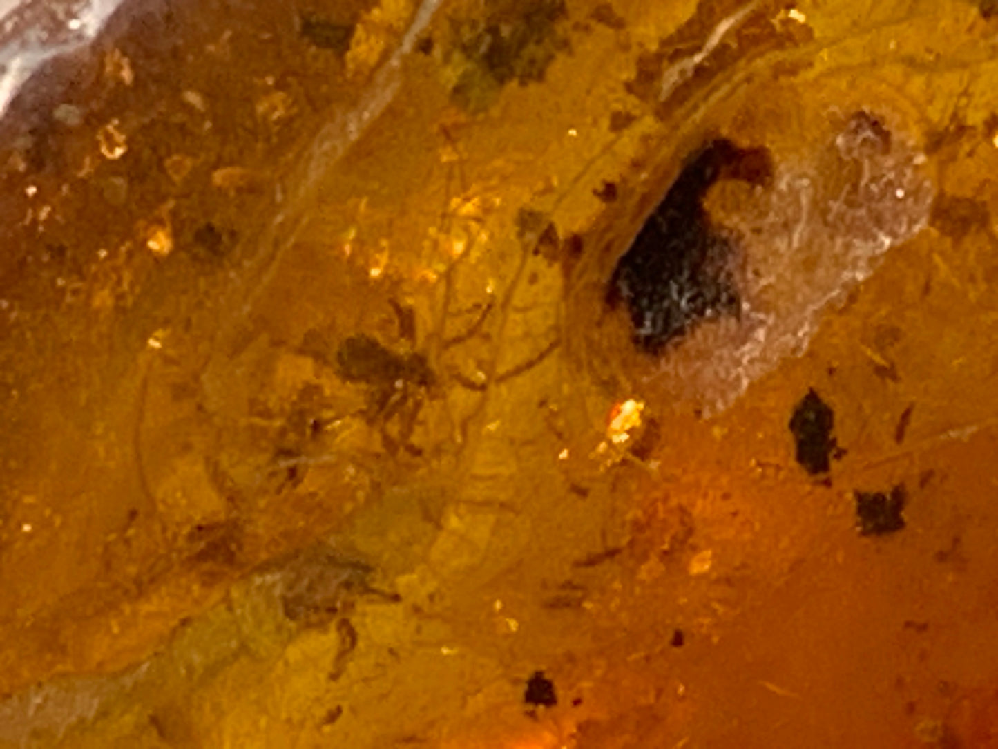 Ambre, galet avec inclusion d'une araignée, 40mm x20 x 10 - 4,1 grames. Superbe pièce pour bijouterie ou collection !