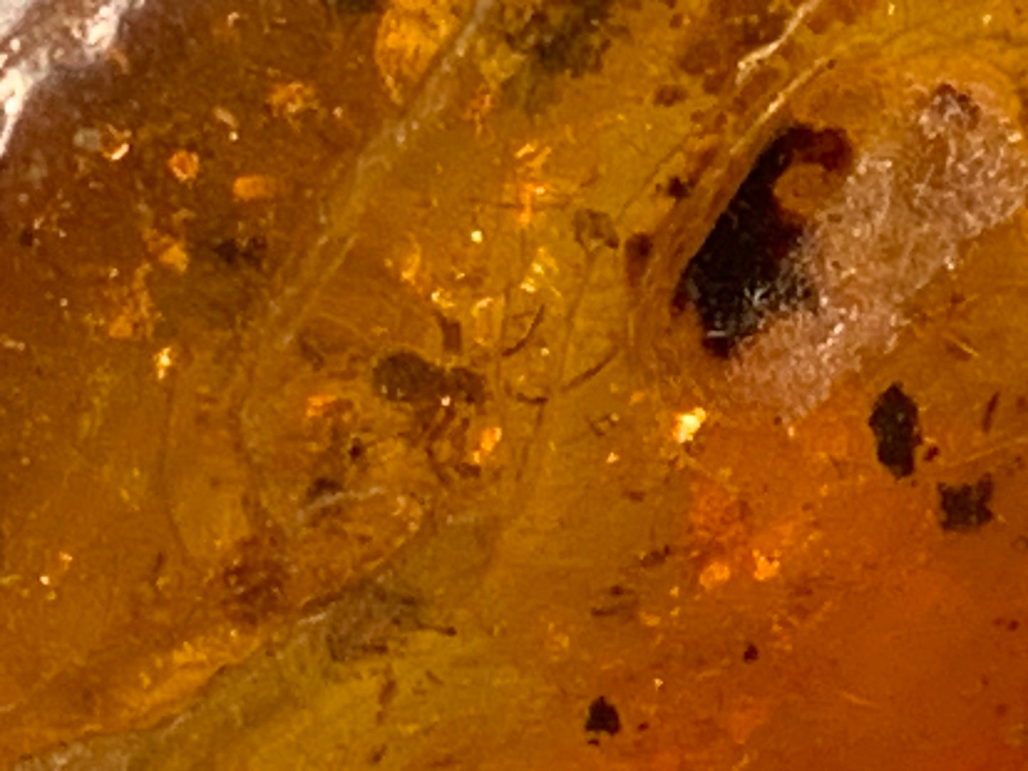 Ambre, galet avec inclusion d'une araignée, 40mm x20 x 10 - 4,1 grames. Superbe pièce pour bijouterie ou collection !