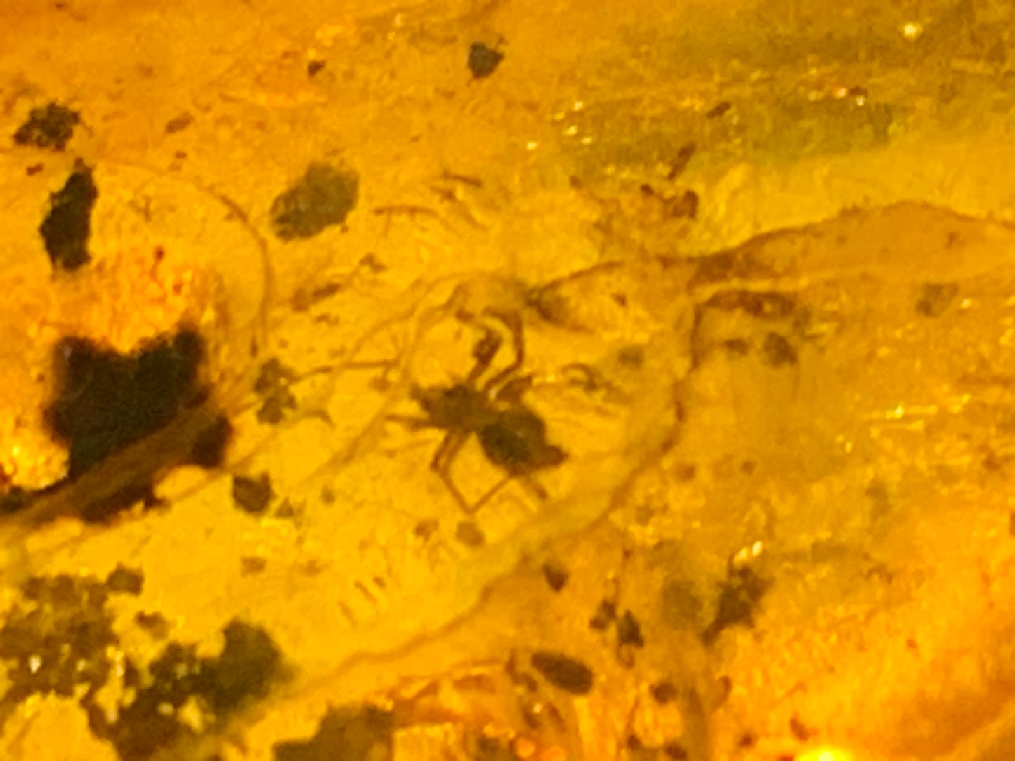 Ambre, galet avec inclusion d'une araignée, 40mm x20 x 10 - 4,1 grames. Superbe pièce pour bijouterie ou collection !