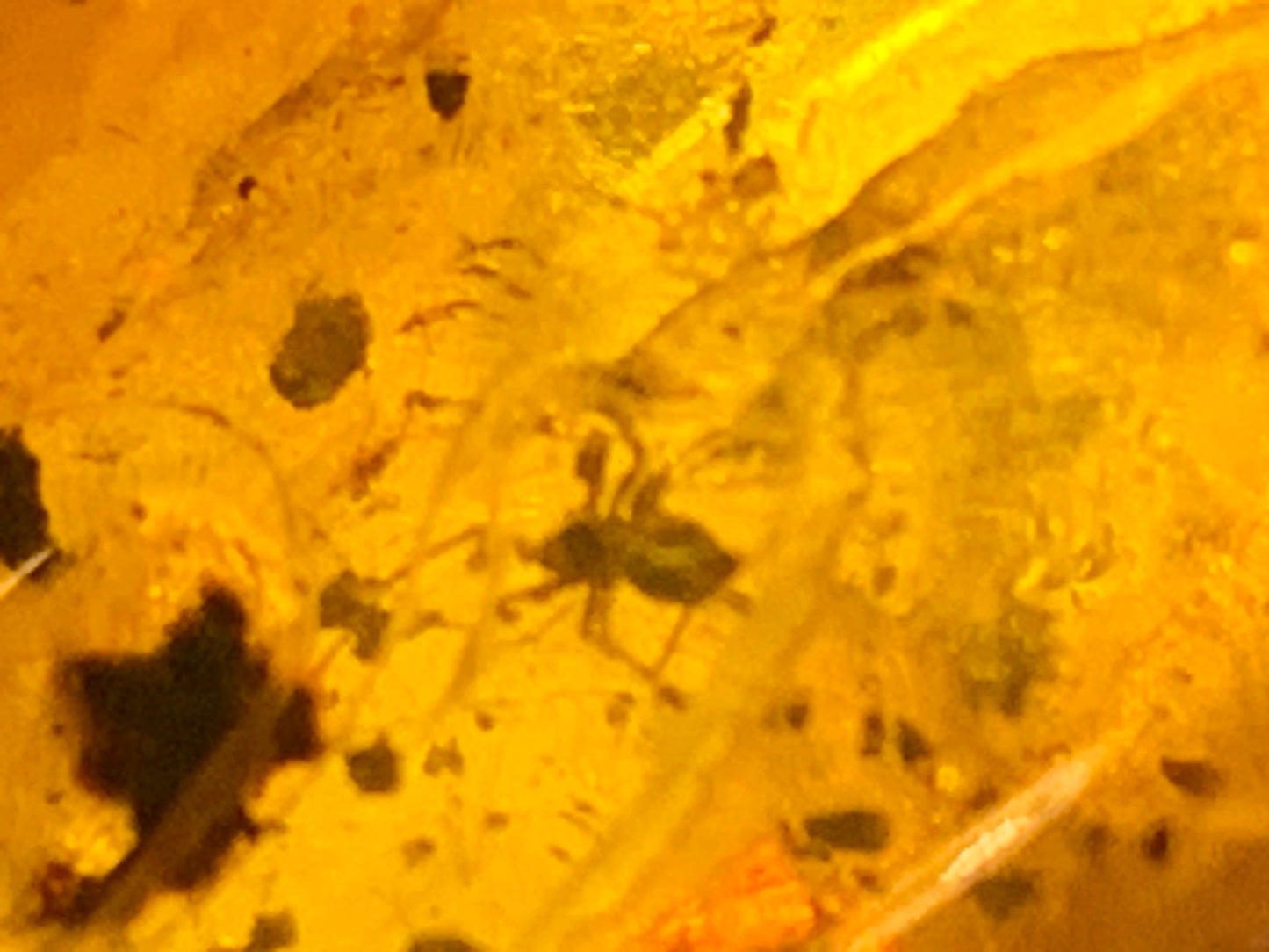 Ambre, galet avec inclusion d'une araignée, 40mm x20 x 10 - 4,1 grames. Superbe pièce pour bijouterie ou collection !