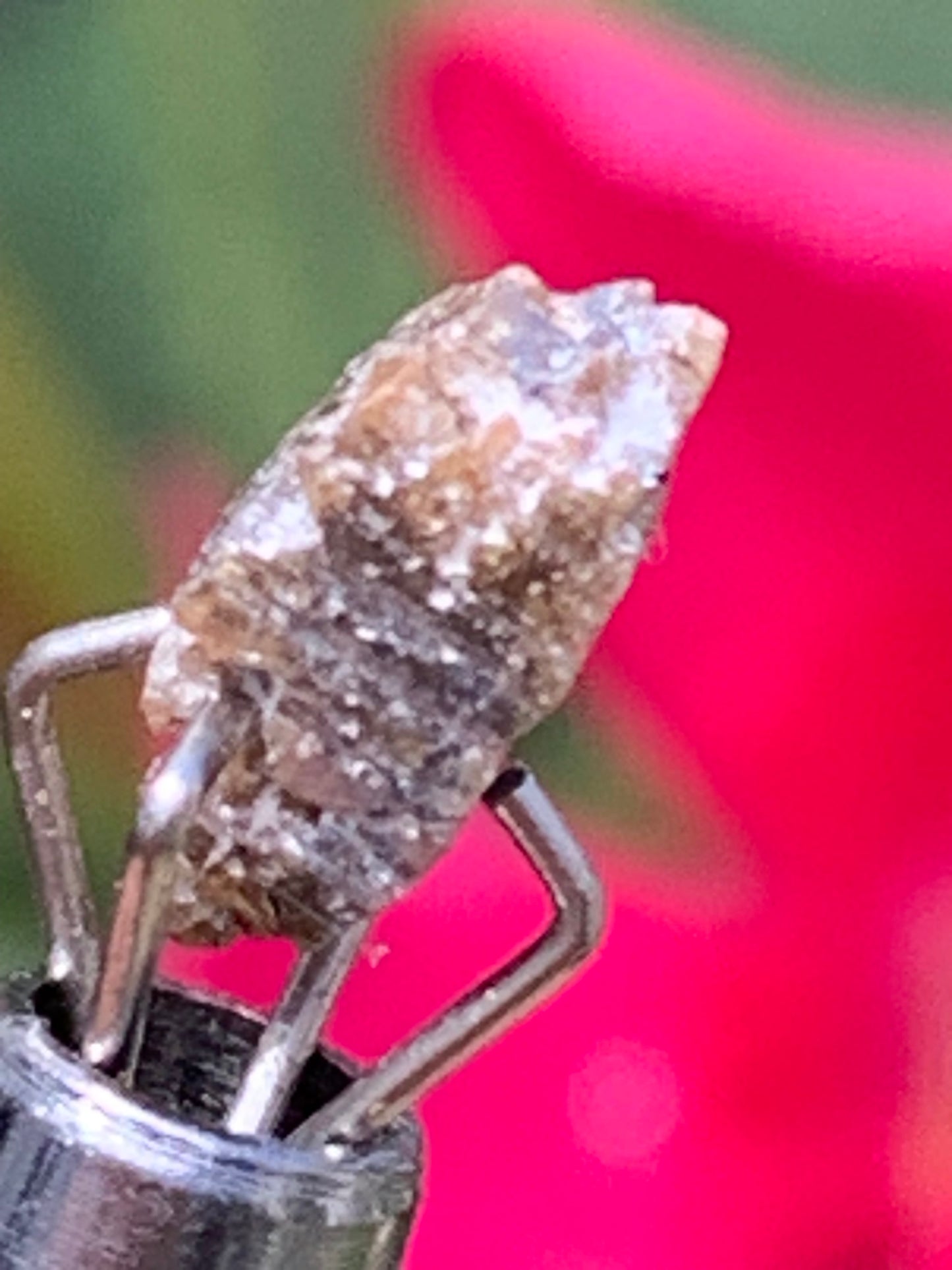Anatase Diamantina, 8 mm x 3,3 x 3,3 - 1 gramme environ. Beau spécimen, cristaux parfois teintés de bleu (Titane) ou d’or !