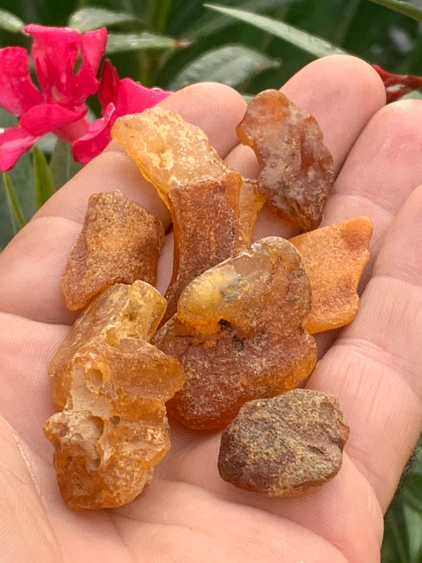 Ambre brut de Lituanie, vente en lot de 25 grammes. Taille de 40x25x15 mm en moyenne ! Parfait pour la bijouterie, collection...