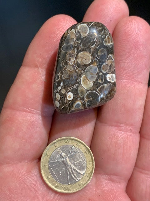Agate Turritelle ou Agate Fossile - 40 x 26 x 20 mm - 30,2 gr.