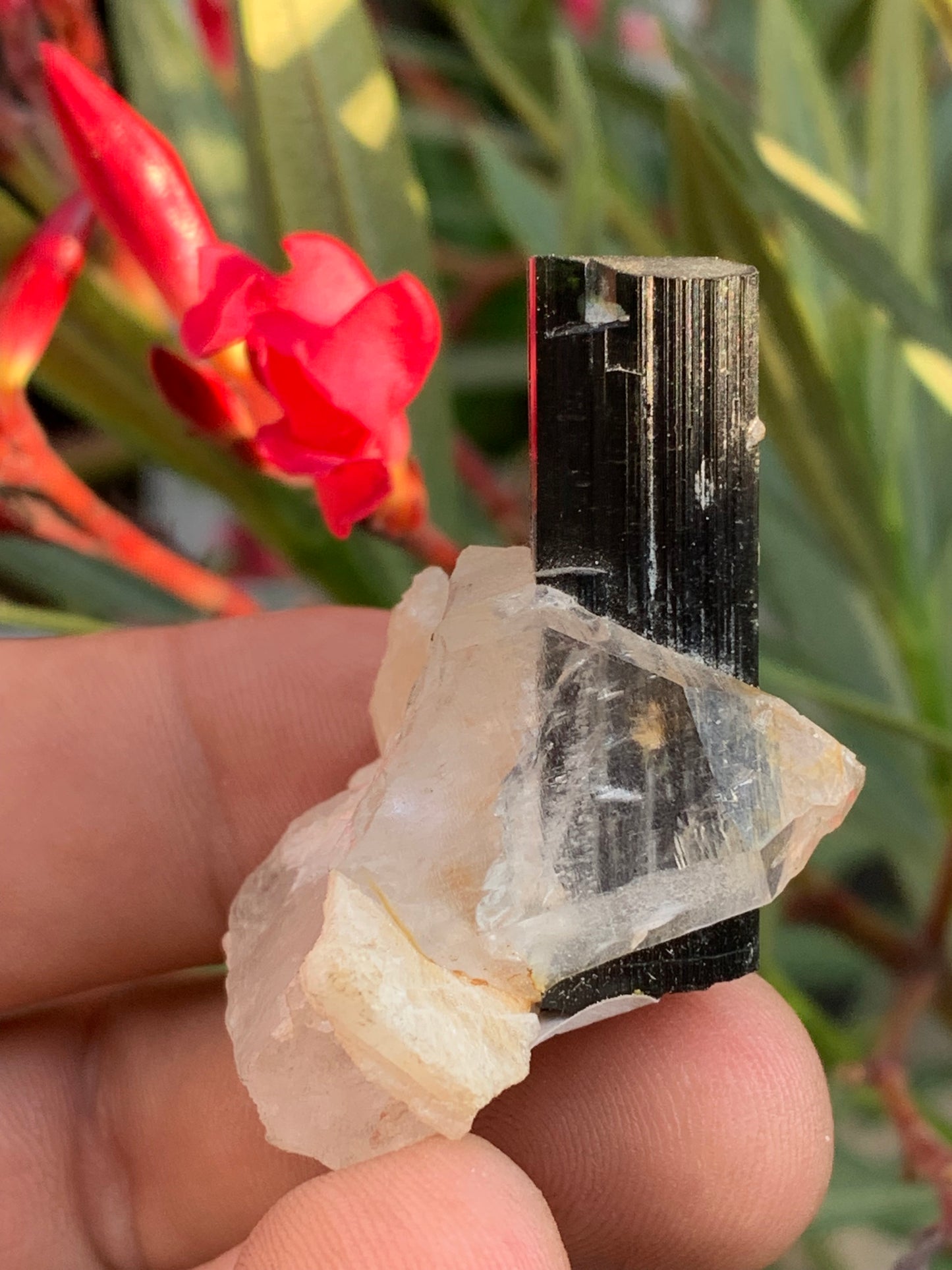 Tourmaline verte/ Verdélite sur cristal de quartz, spécimen naturel de 46 x 35 x 33 mm - 27,7 grammes environ. 1 magnifique cristal traversé par une pointe de tourmaline à terminaison verte !