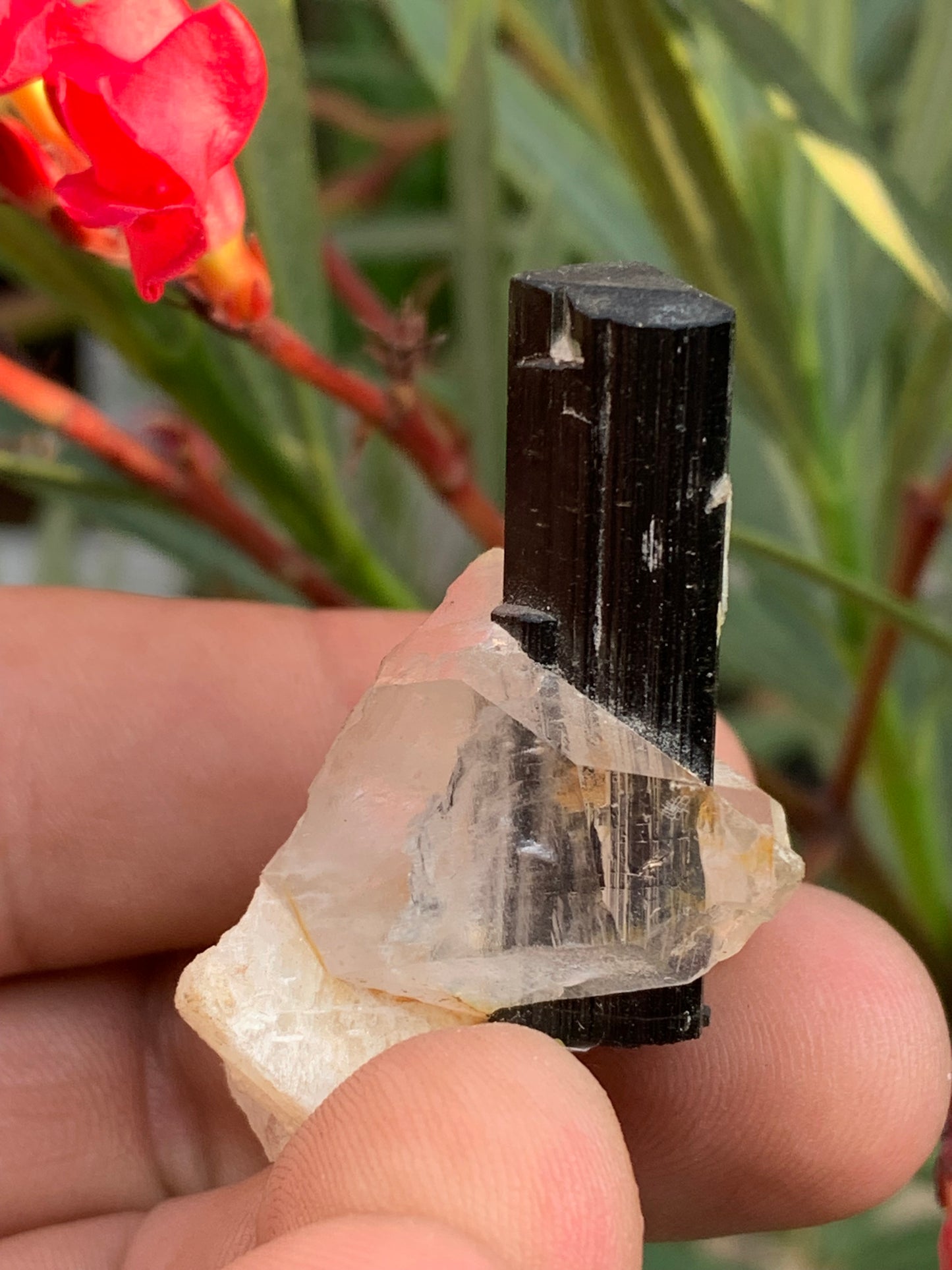Tourmaline verte/ Verdélite sur cristal de quartz, spécimen naturel de 46 x 35 x 33 mm - 27,7 grammes environ. 1 magnifique cristal traversé par une pointe de tourmaline à terminaison verte !